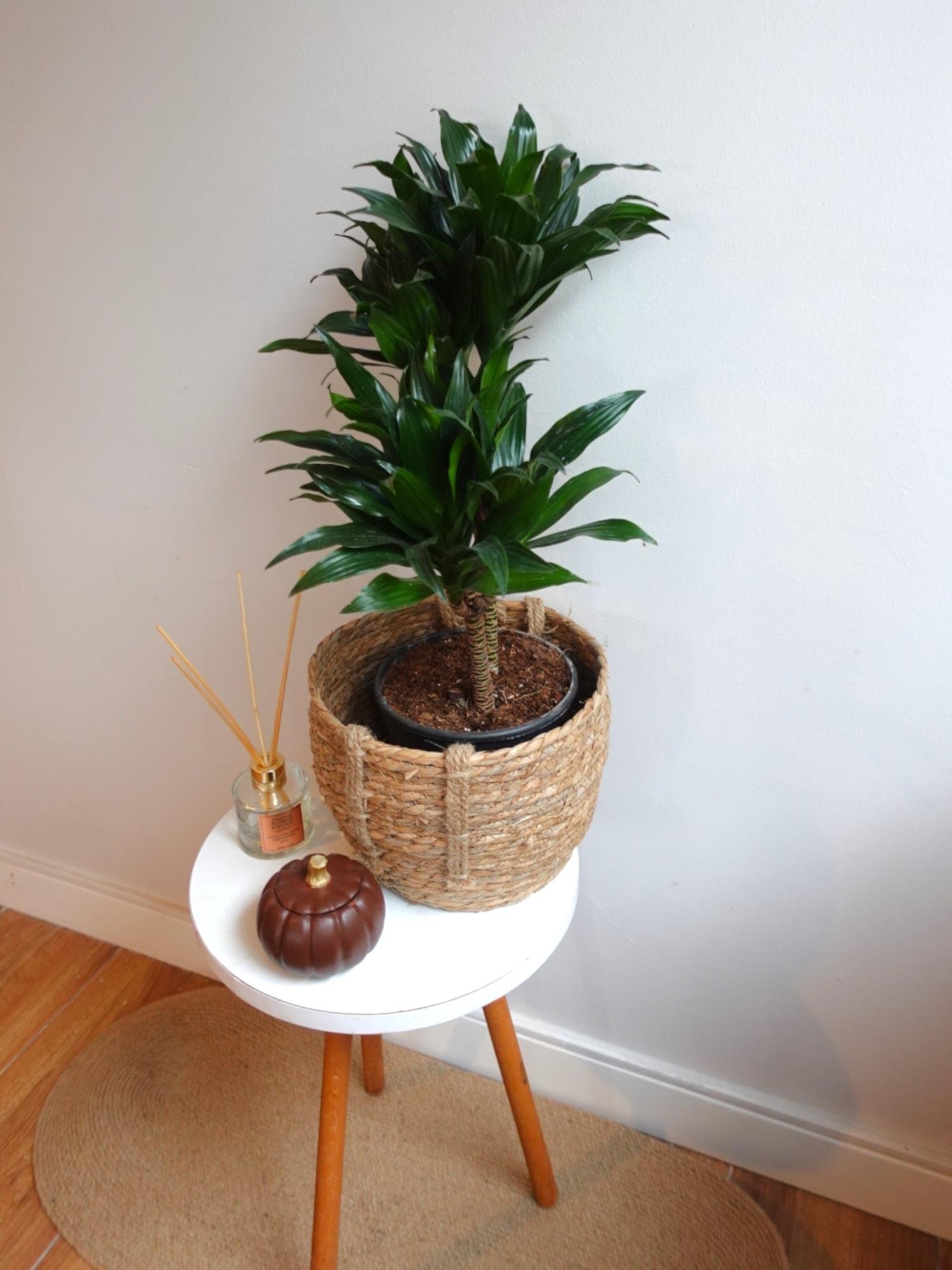 Dracaena Compacta Bitkisi 2 Gövdeli