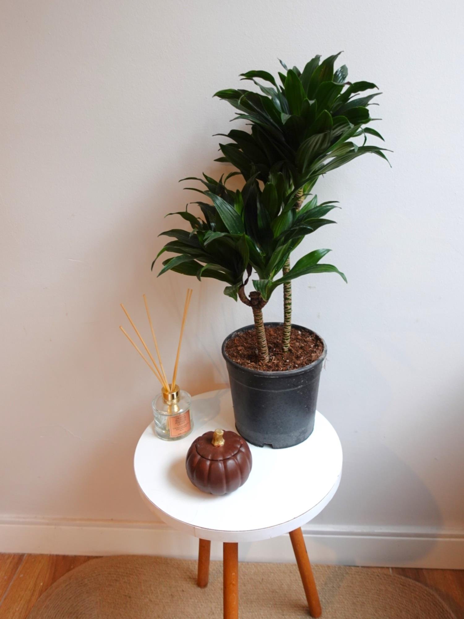 Dracaena Compacta Bitkisi 2 Gövdeli