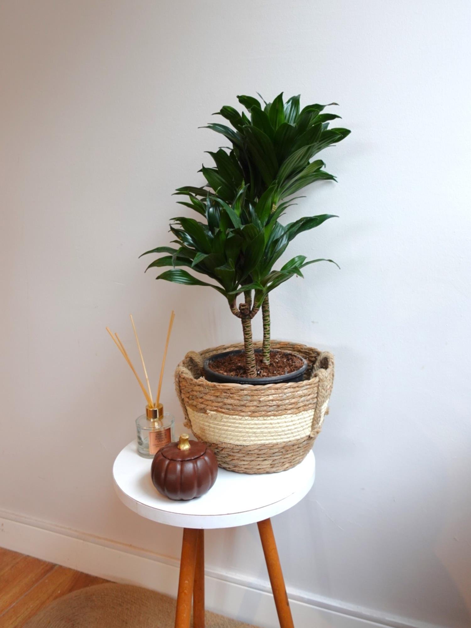 Dracaena Compacta Bitkisi 2 Gövdeli