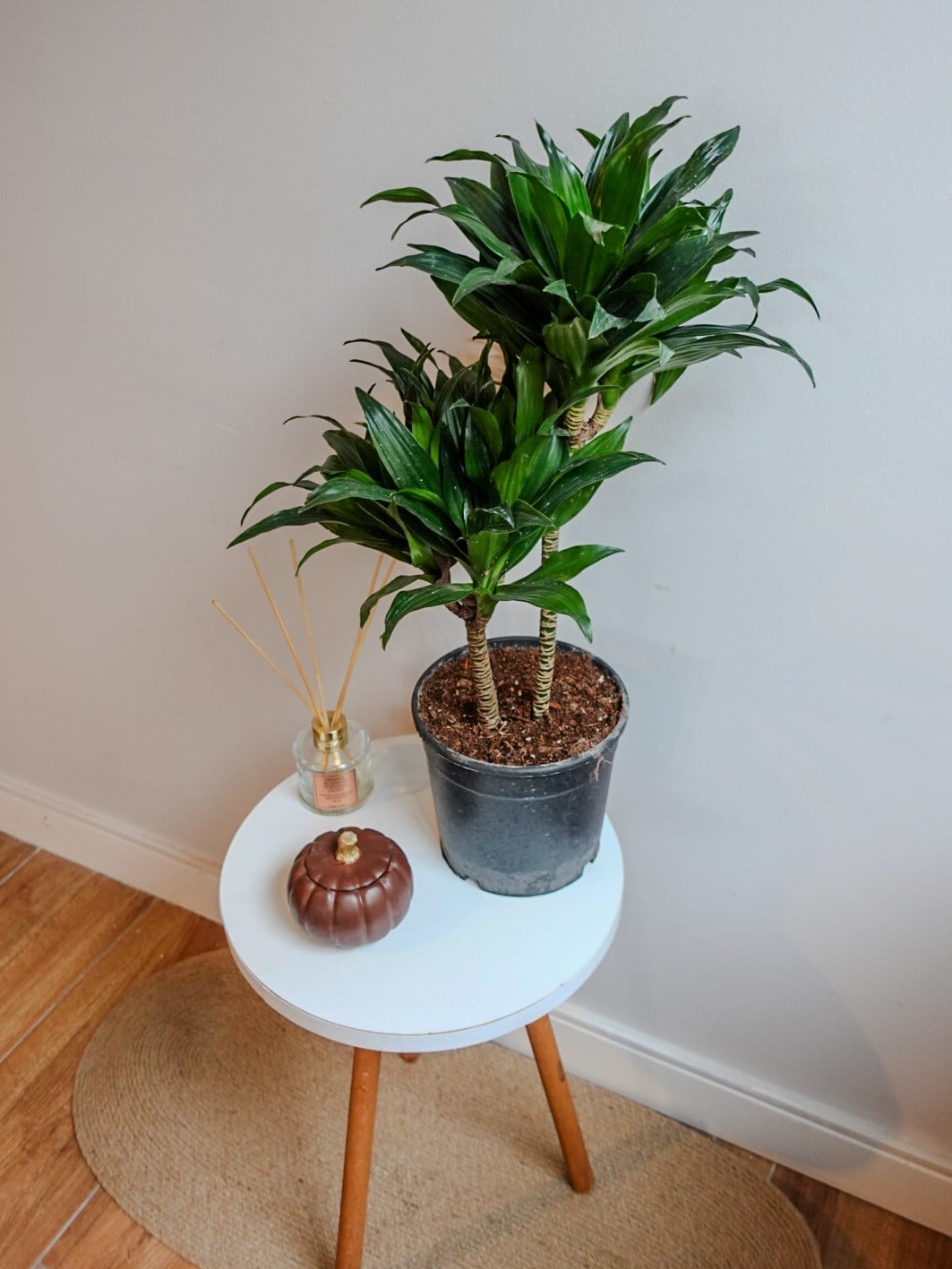 Dracaena Compacta Bitkisi 2 Gövdeli