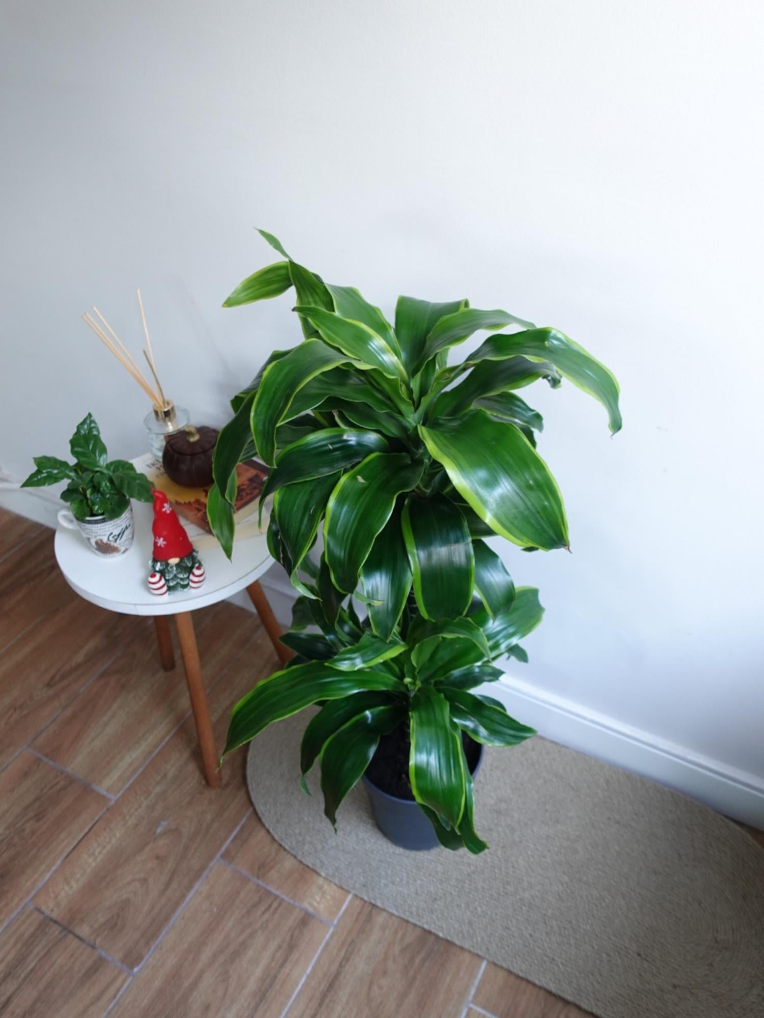 Dracaena Dorado Large 2 Gövdeli  (Dracaena Fragrans Dorado)