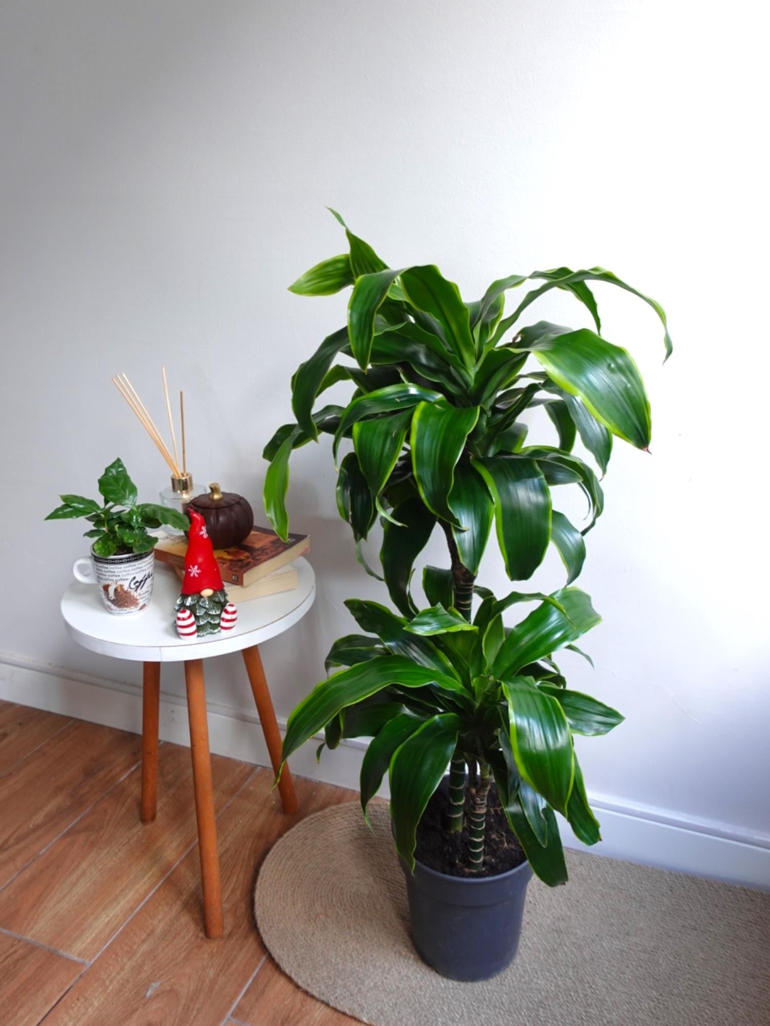 Dracaena Dorado Large 2 Gövdeli  (Dracaena Fragrans Dorado)