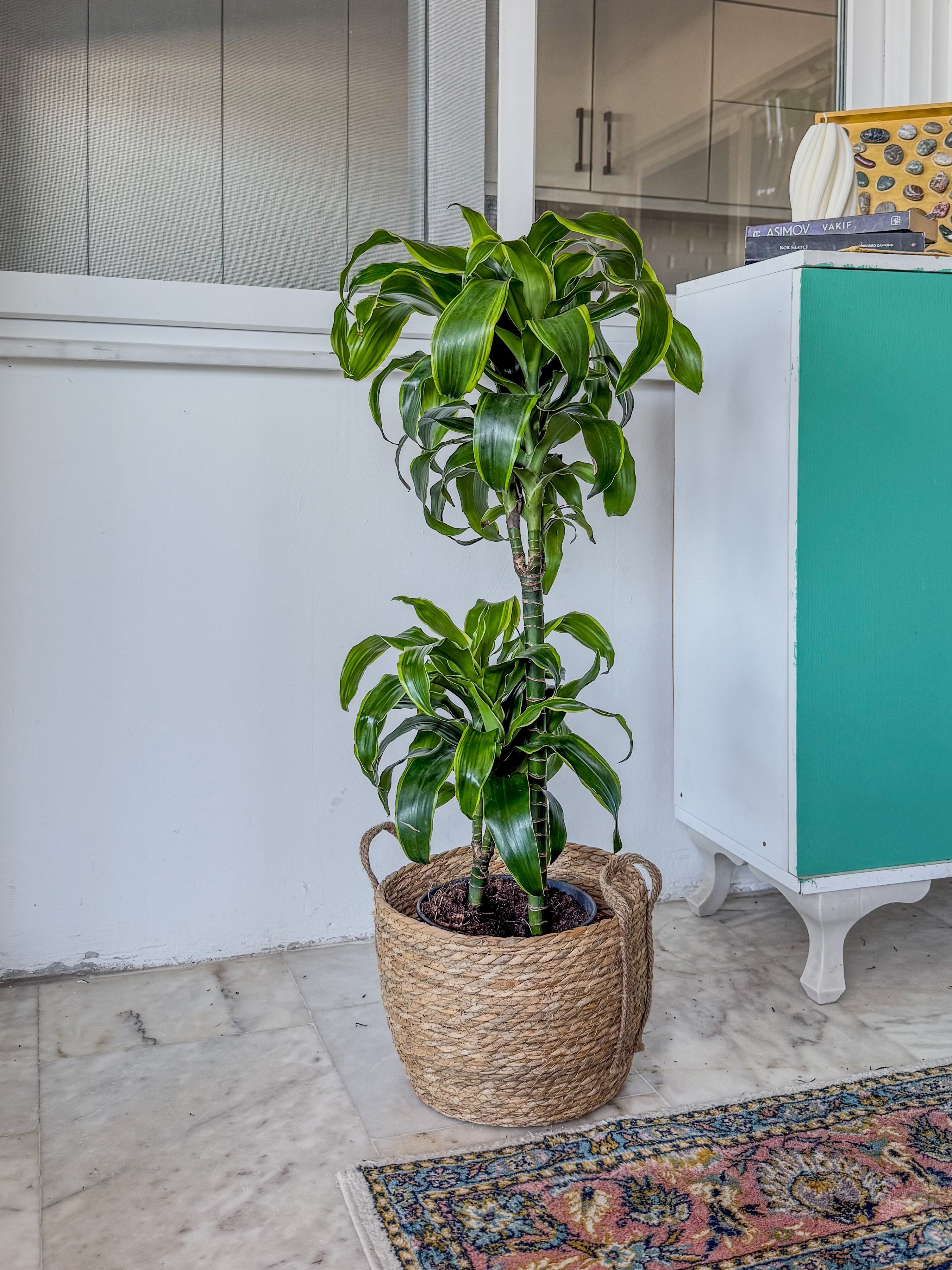 Dracaena Dorado Large 2 Gövdeli  (Dracaena Fragrans Dorado)