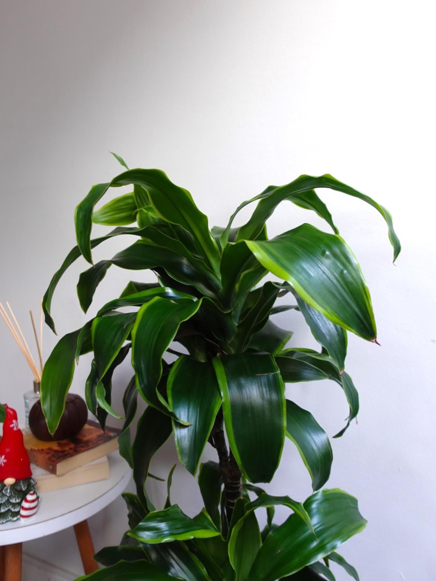 Dracaena Dorado Large 2 Gövdeli  (Dracaena Fragrans Dorado)