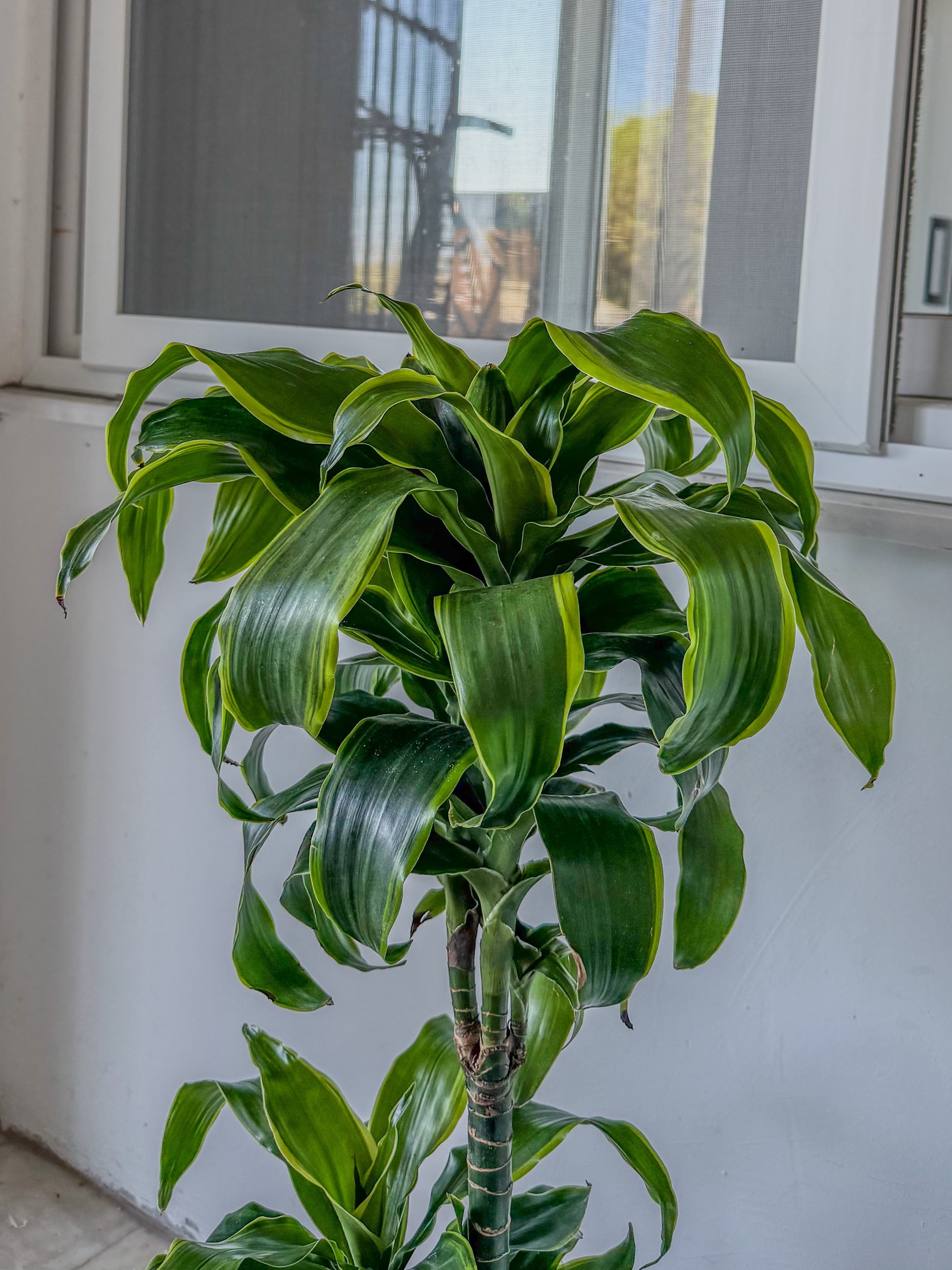 Dracaena Dorado Large 2 Gövdeli  (Dracaena Fragrans Dorado)