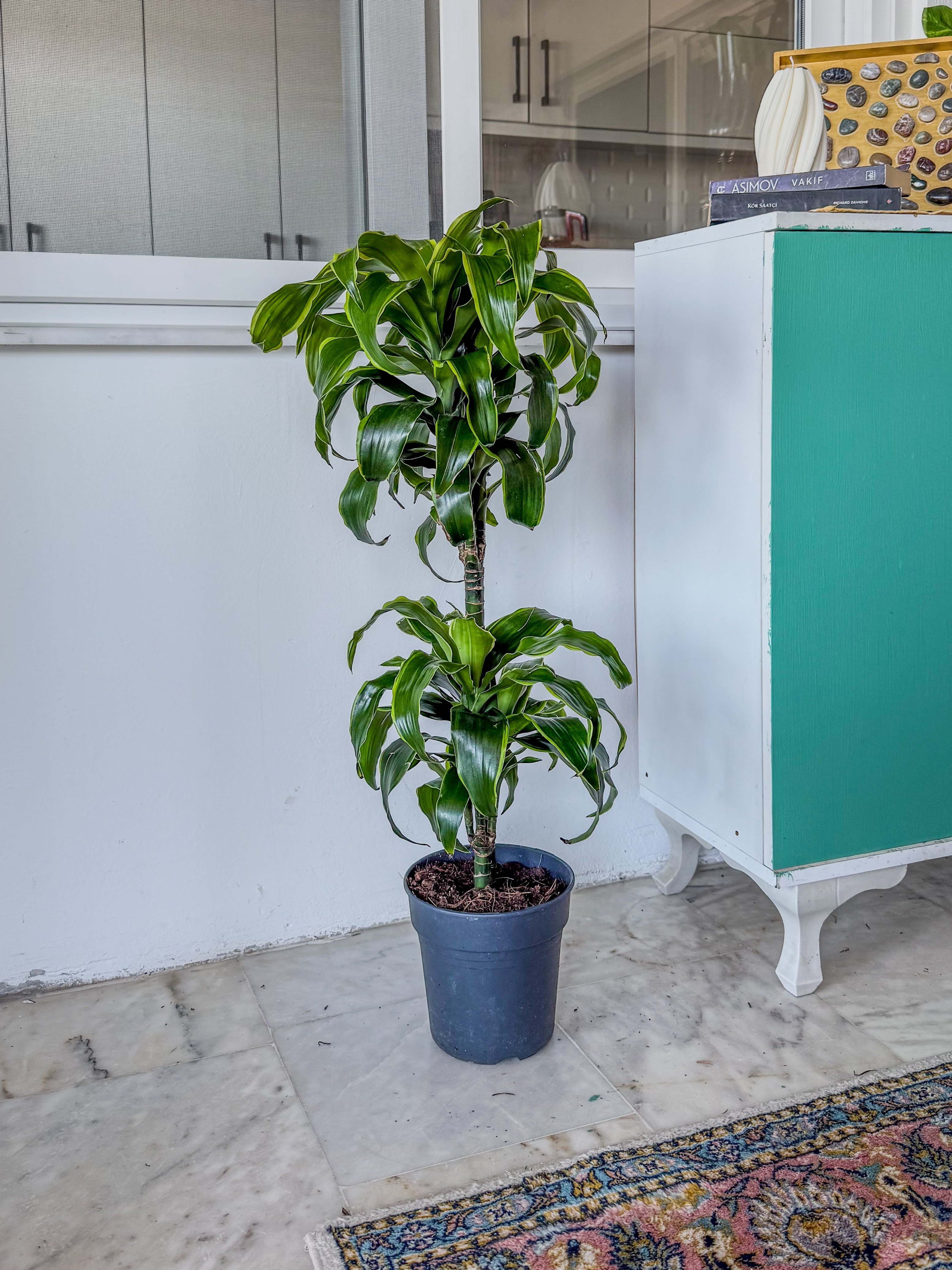 Dracaena Dorado Large 2 Gövdeli  (Dracaena Fragrans Dorado)