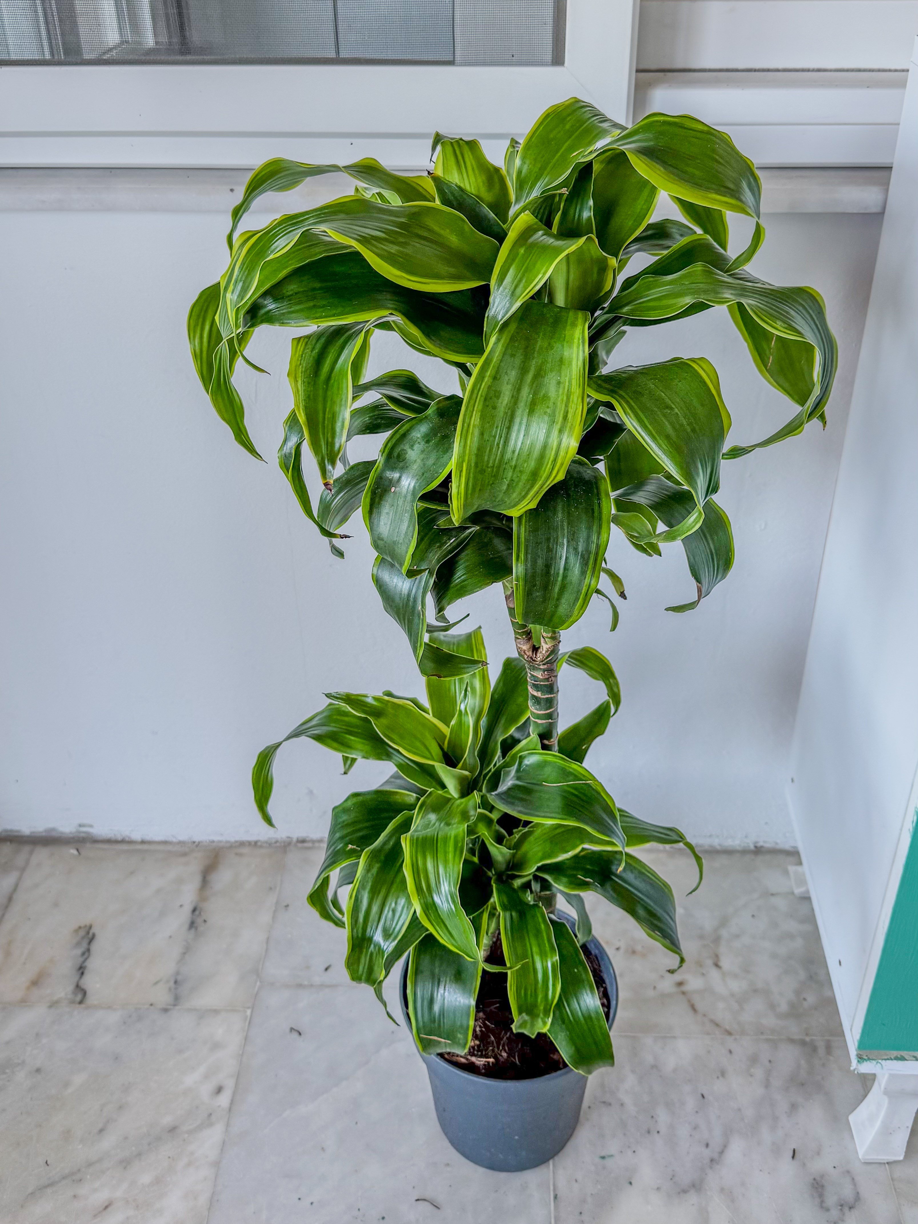 Dracaena Dorado Large 2 Gövdeli  (Dracaena Fragrans Dorado)