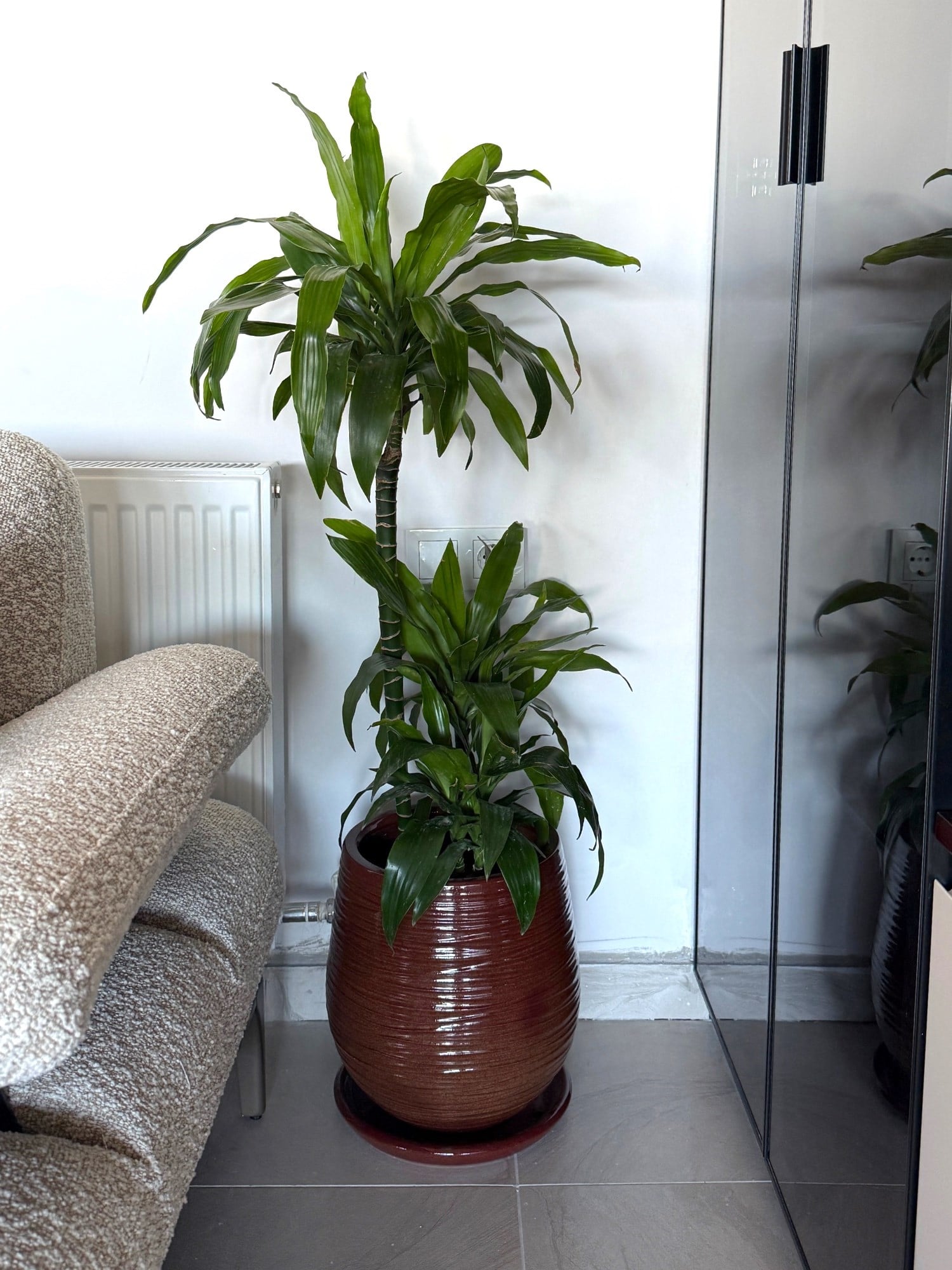 Dracaena Janet Lind 3 Kök (120-130 cm) – Geniş Yapraklı Tropikal Gösteriş 🌿