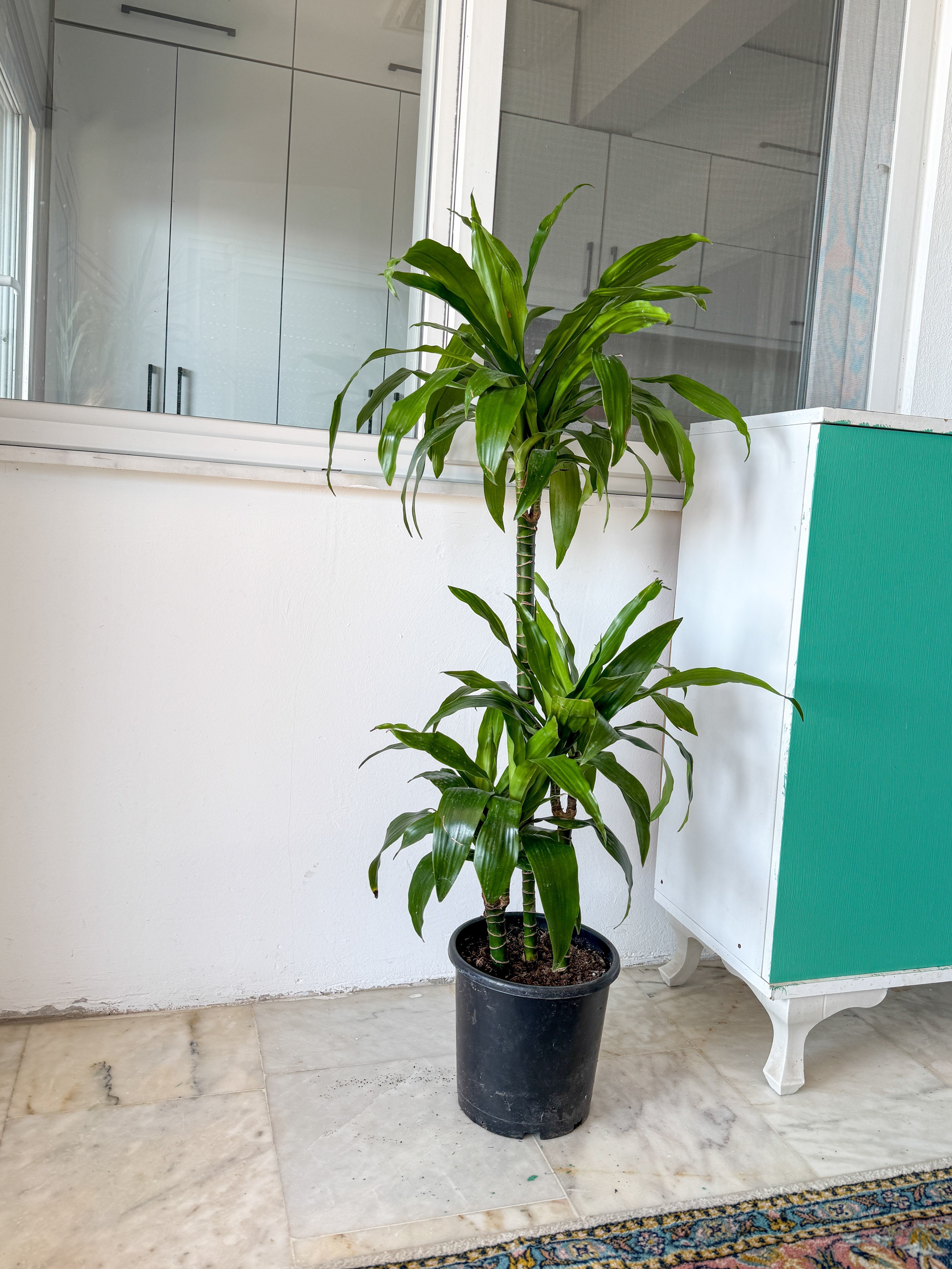 Dracaena Janet Lind 3 Kök (120-130 cm) – Geniş Yapraklı Tropikal Gösteriş 🌿