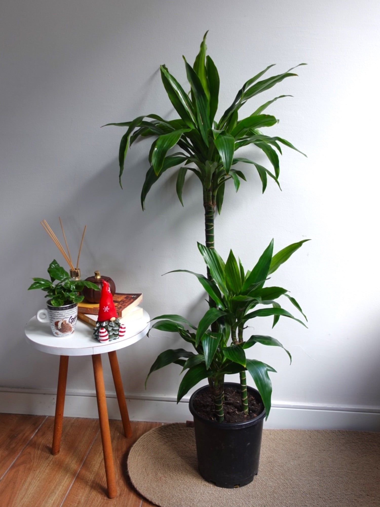Dracaena Janet Lind 3 Kök (120-130 cm) – Geniş Yapraklı Tropikal Gösteriş 🌿