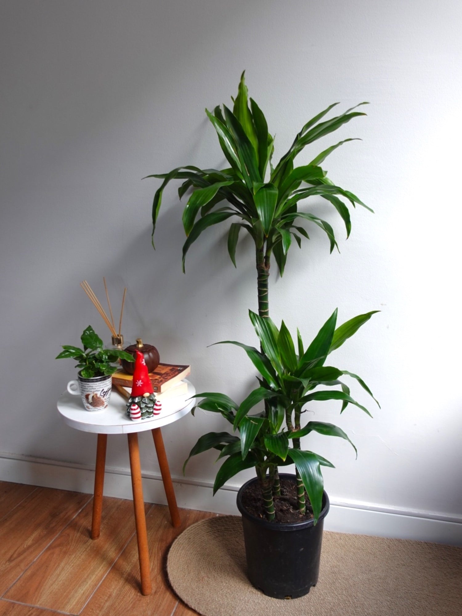 Dracaena Janet Lind 3 Kök (120-130 cm) – Geniş Yapraklı Tropikal Gösteriş 🌿