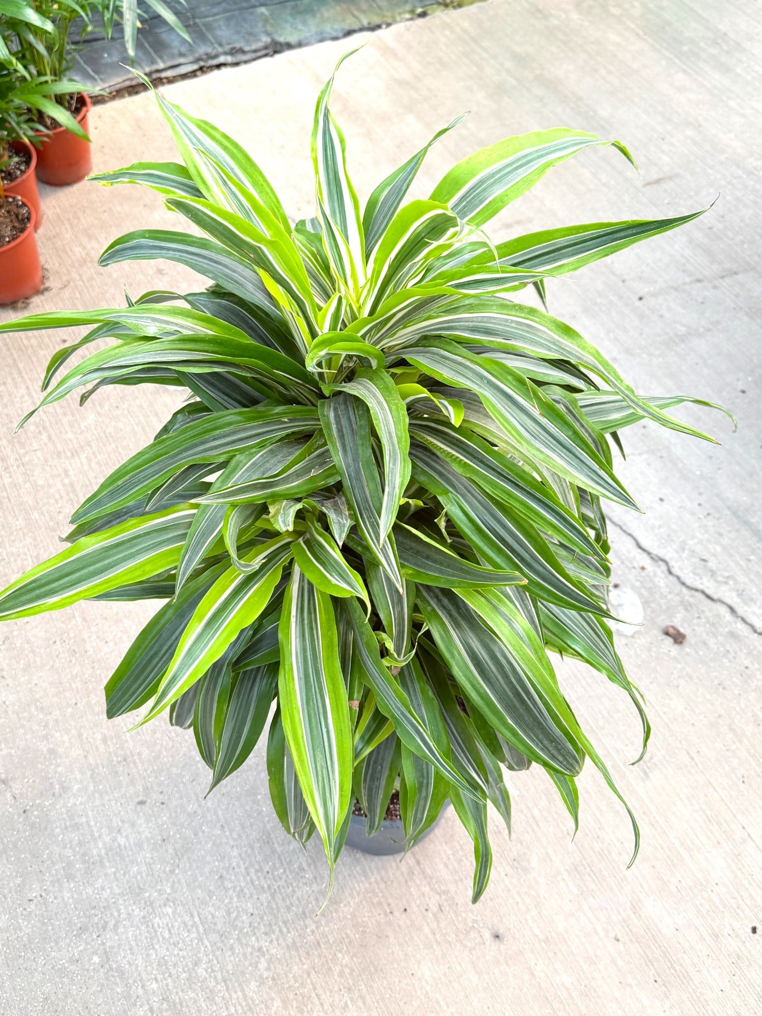 Dracaena Lemon Lime 10 Kök (120 cm) – Neon Çizgileriyle Canlı ve Dolgun 🌿