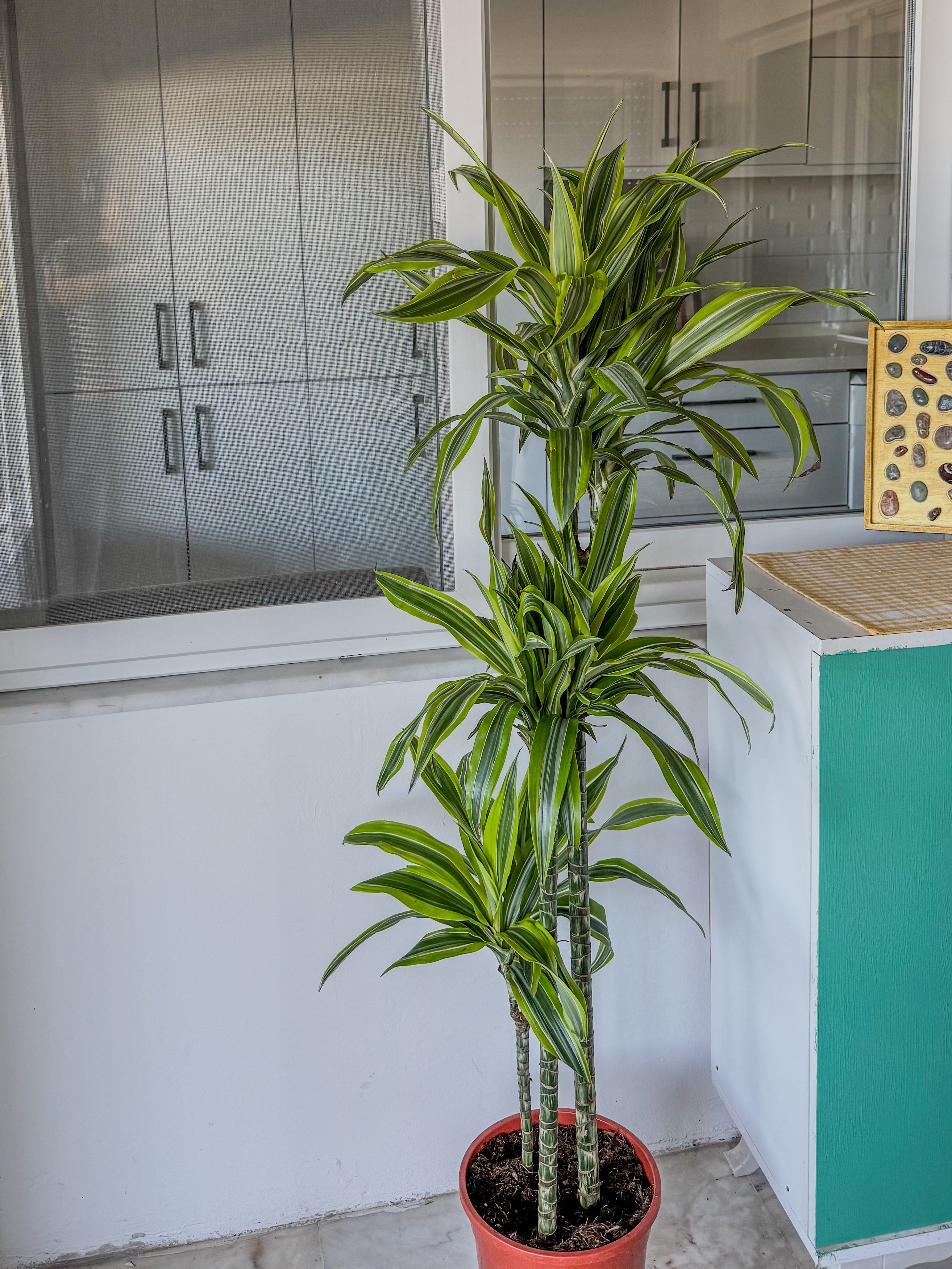 Dracaena Lemon Lime 3 Gövdeli 150 Cm - Renkli