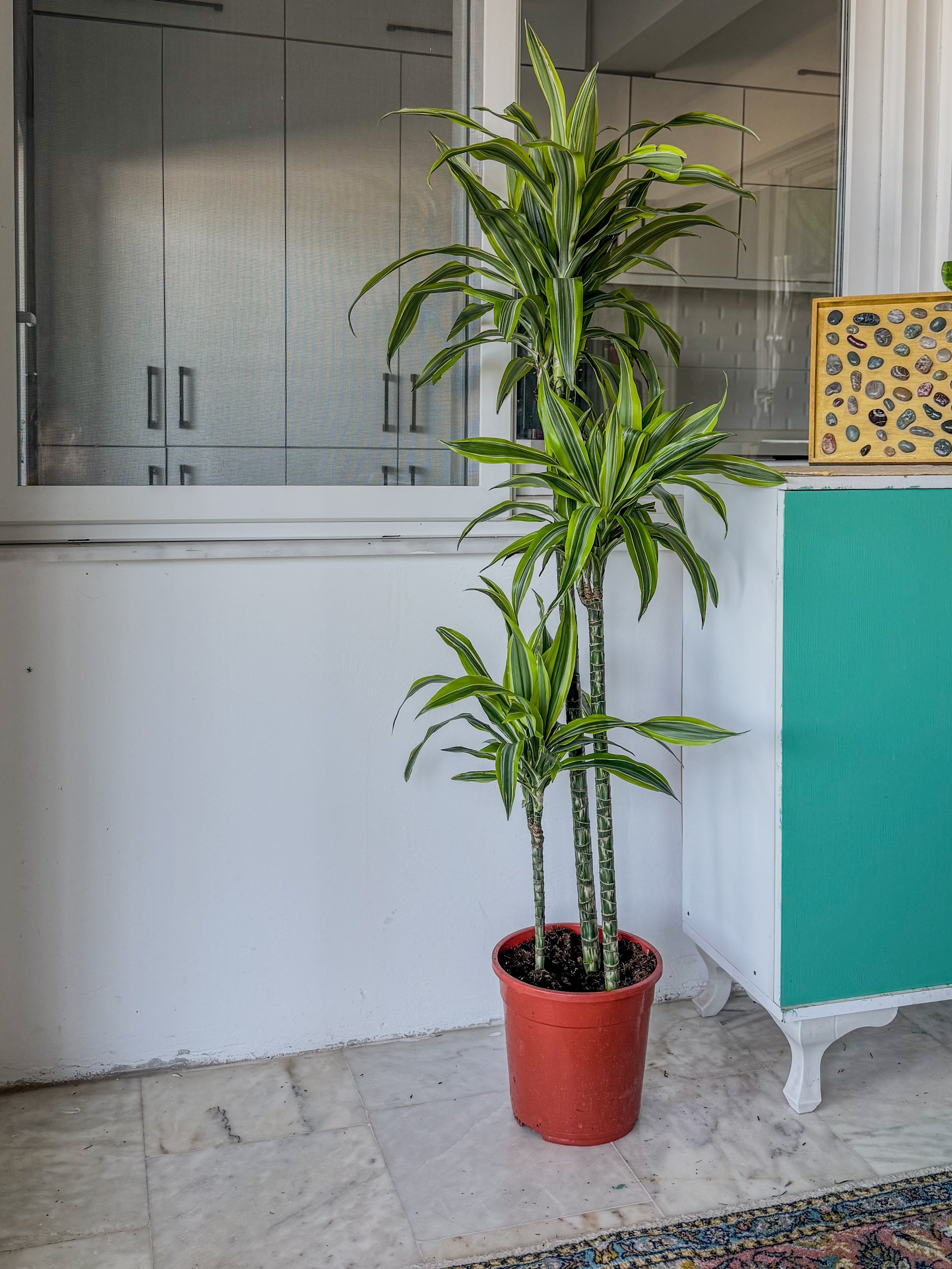 Dracaena Lemon Lime 3 Gövdeli 150 Cm - Renkli