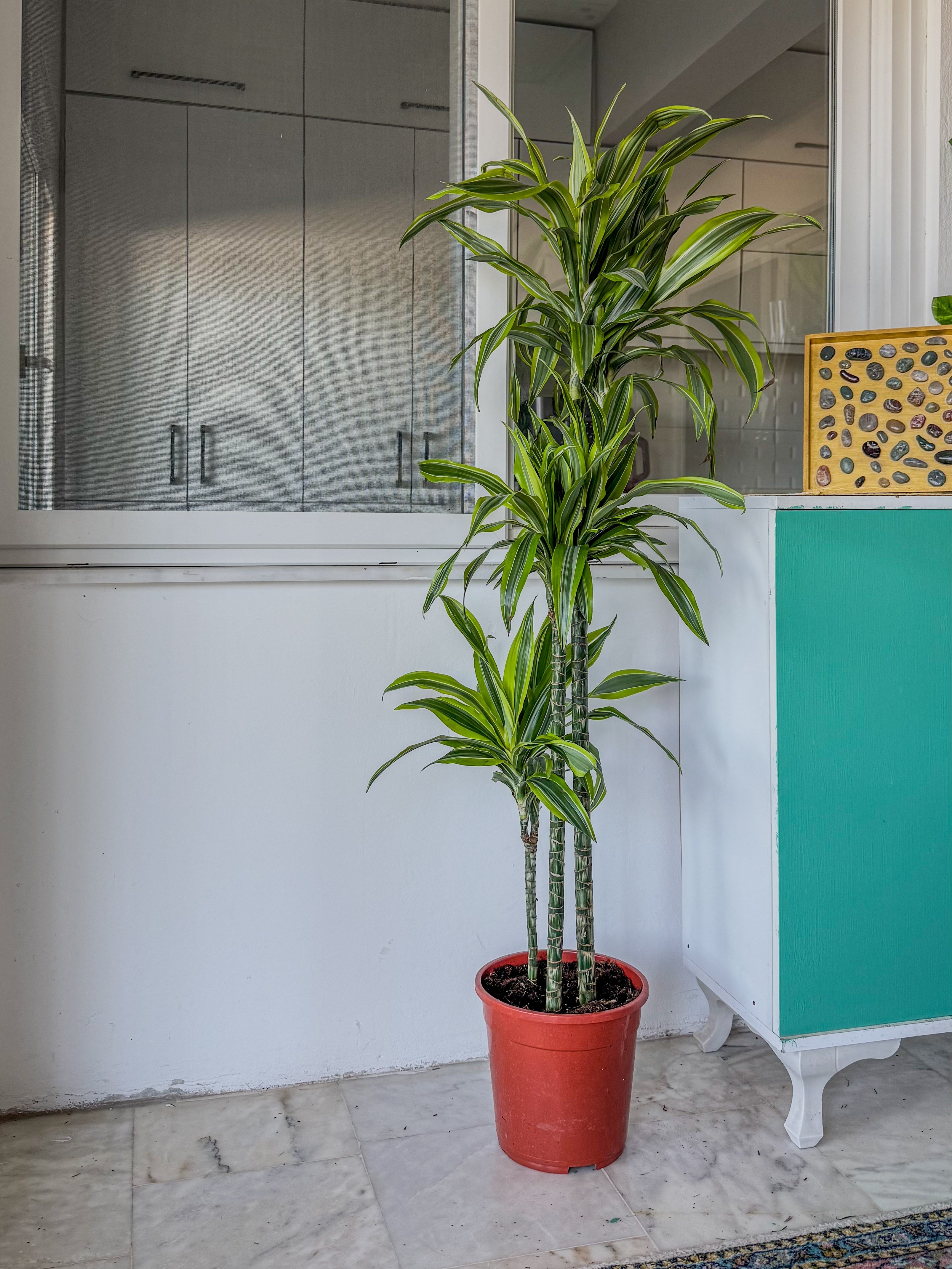 Dracaena Lemon Lime 3 Gövdeli 150 Cm - Renkli