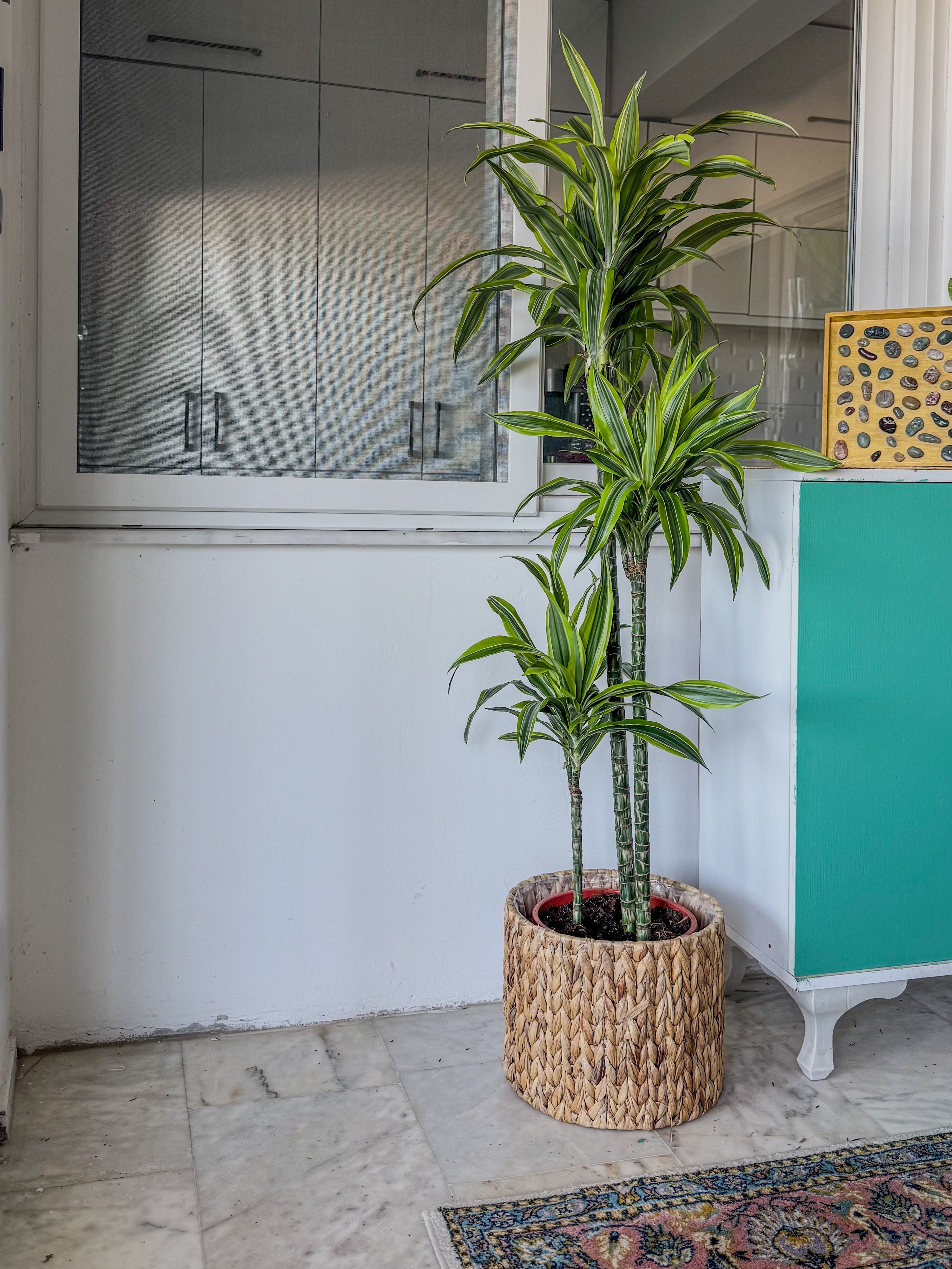 Dracaena Lemon Lime 3 Gövdeli 150 Cm - Renkli