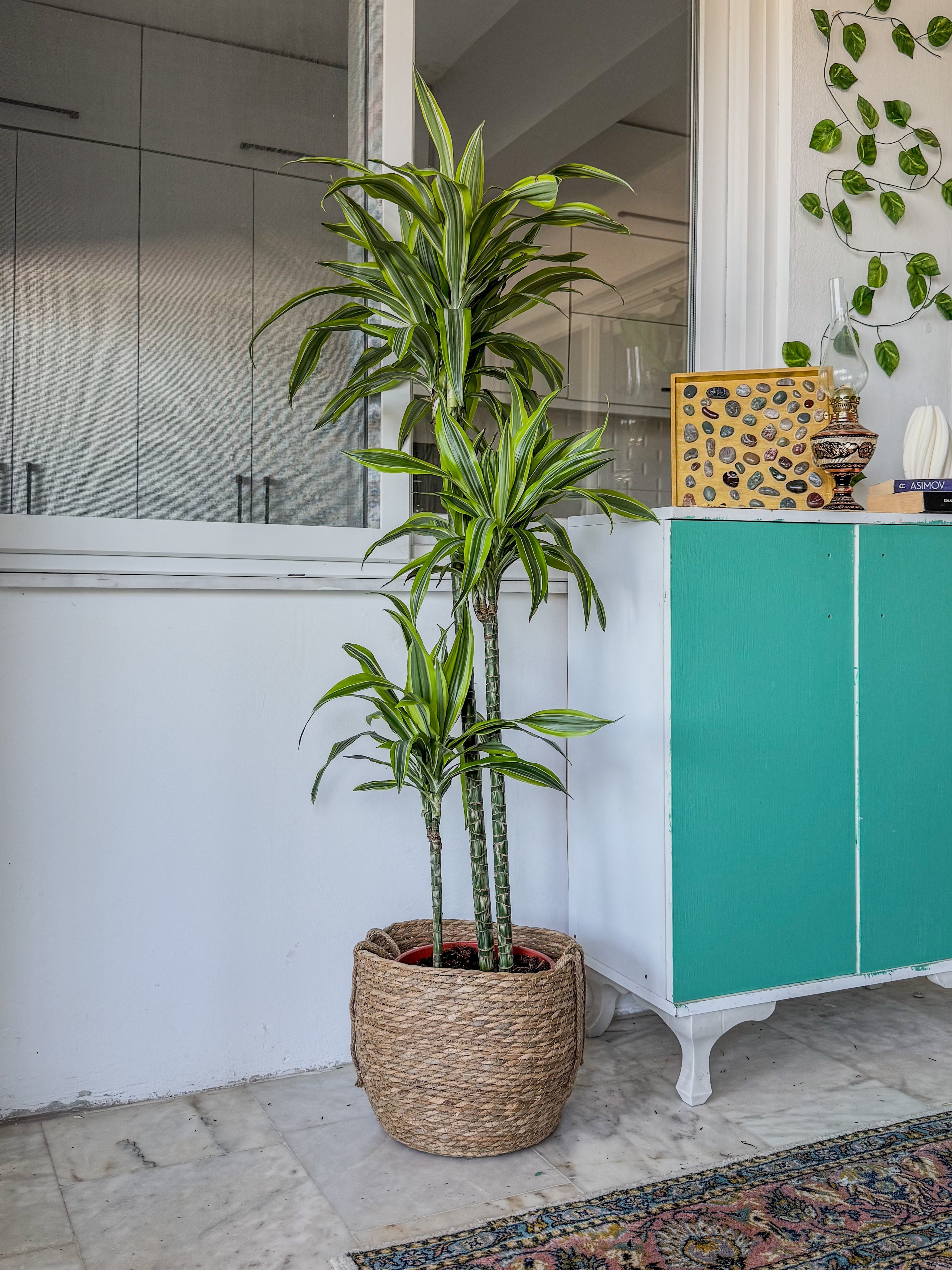 Dracaena Lemon Lime 3 Gövdeli 150 Cm - Renkli