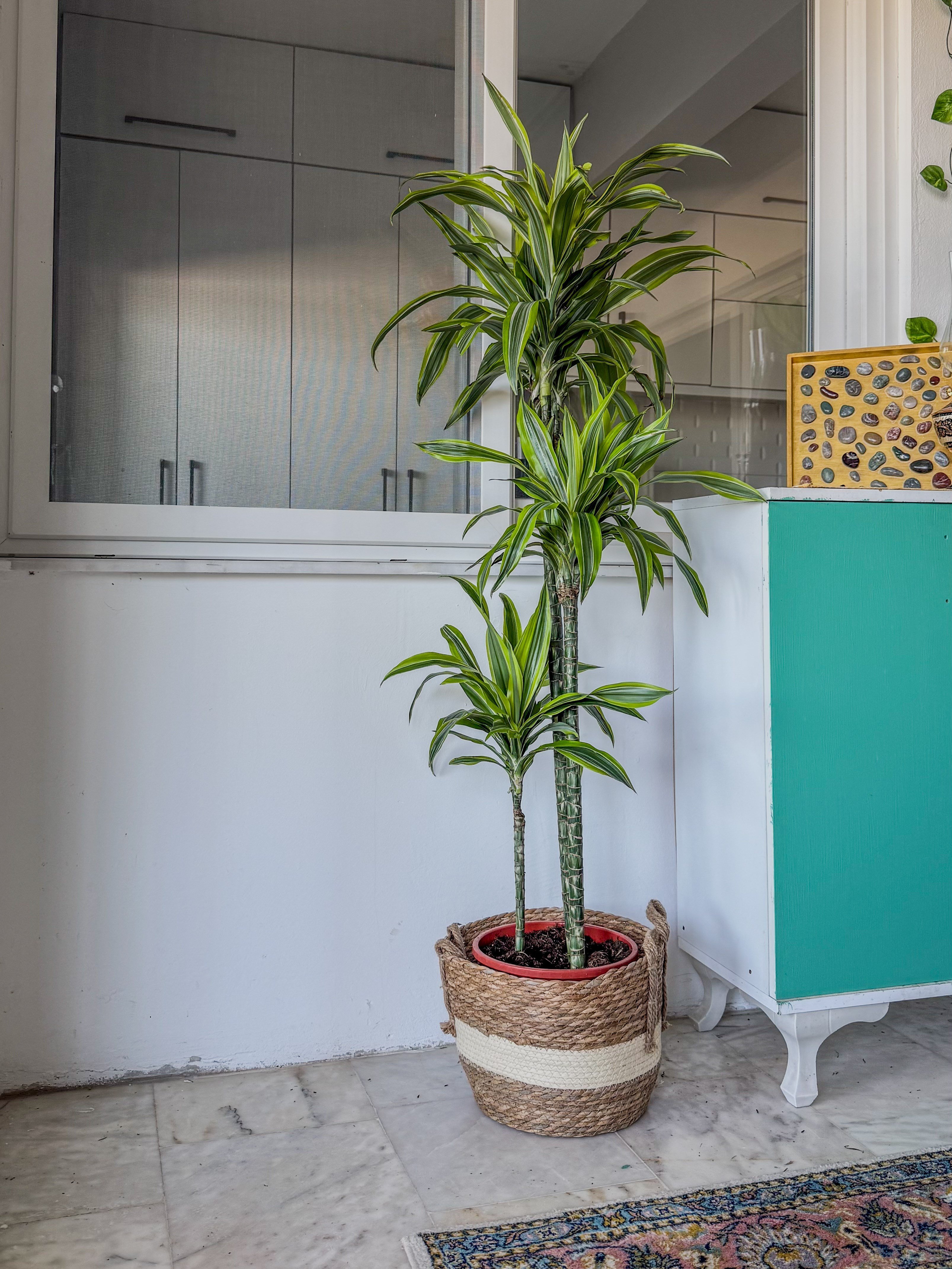Dracaena Lemon Lime 3 Gövdeli 150 Cm - Renkli