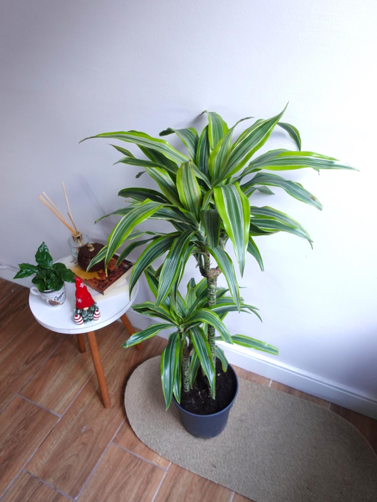 Dracaena Lemon Lime 3 Gövdeli - Renkli