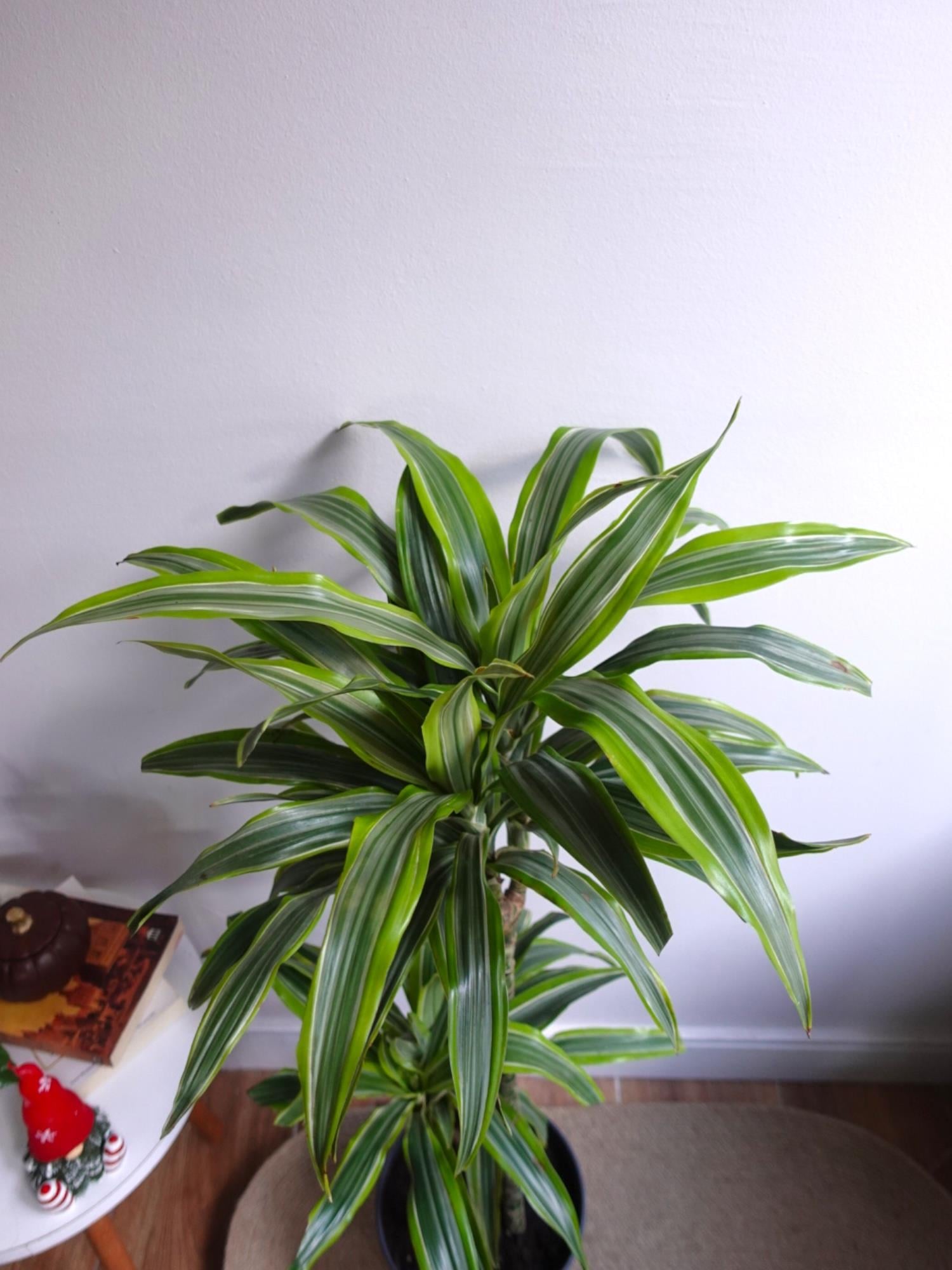 Dracaena Lemon Lime 3 Gövdeli - Renkli