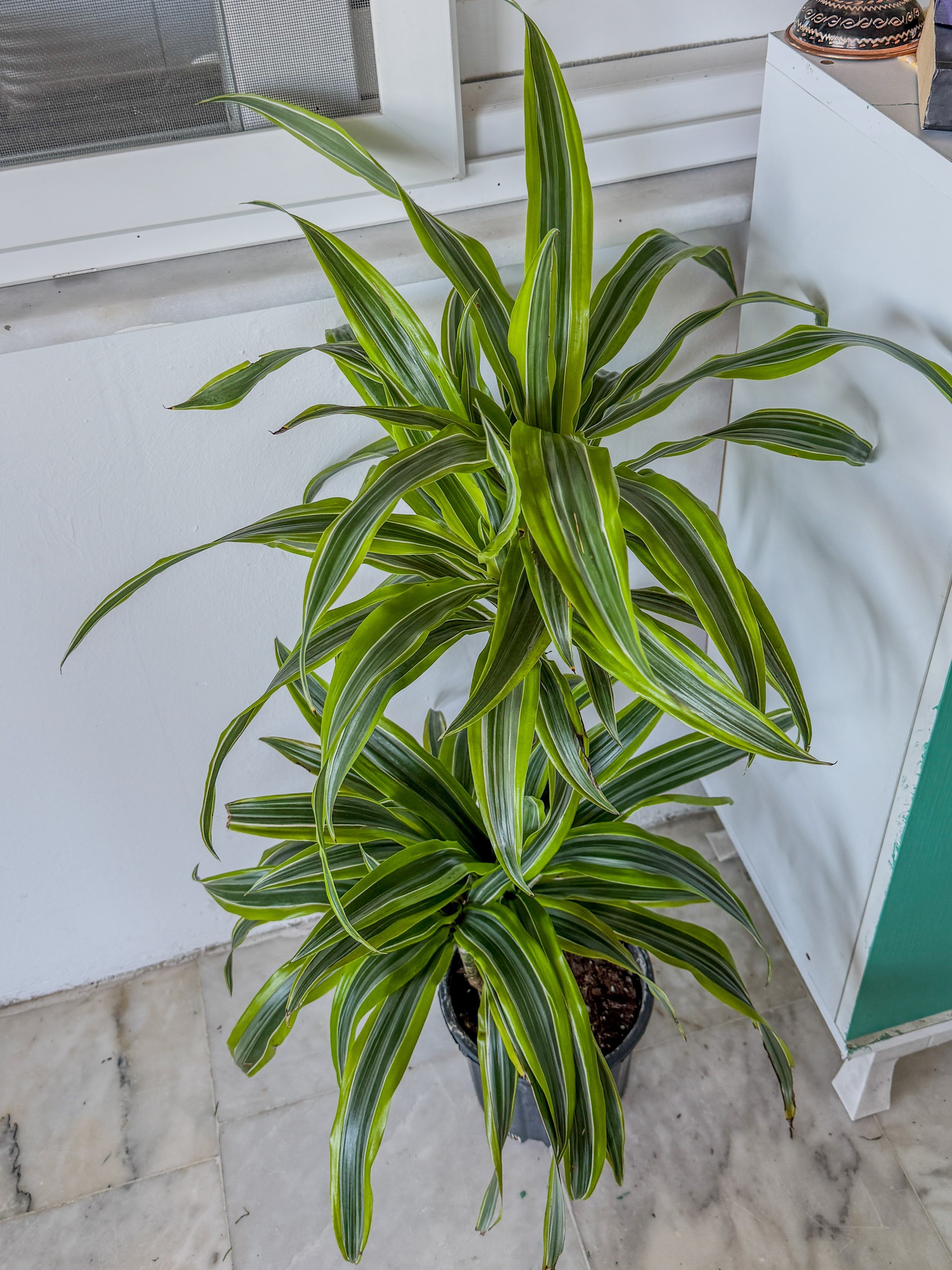Dracaena Lemon Lime Bitkisi 2 Gövdeli-Renkli