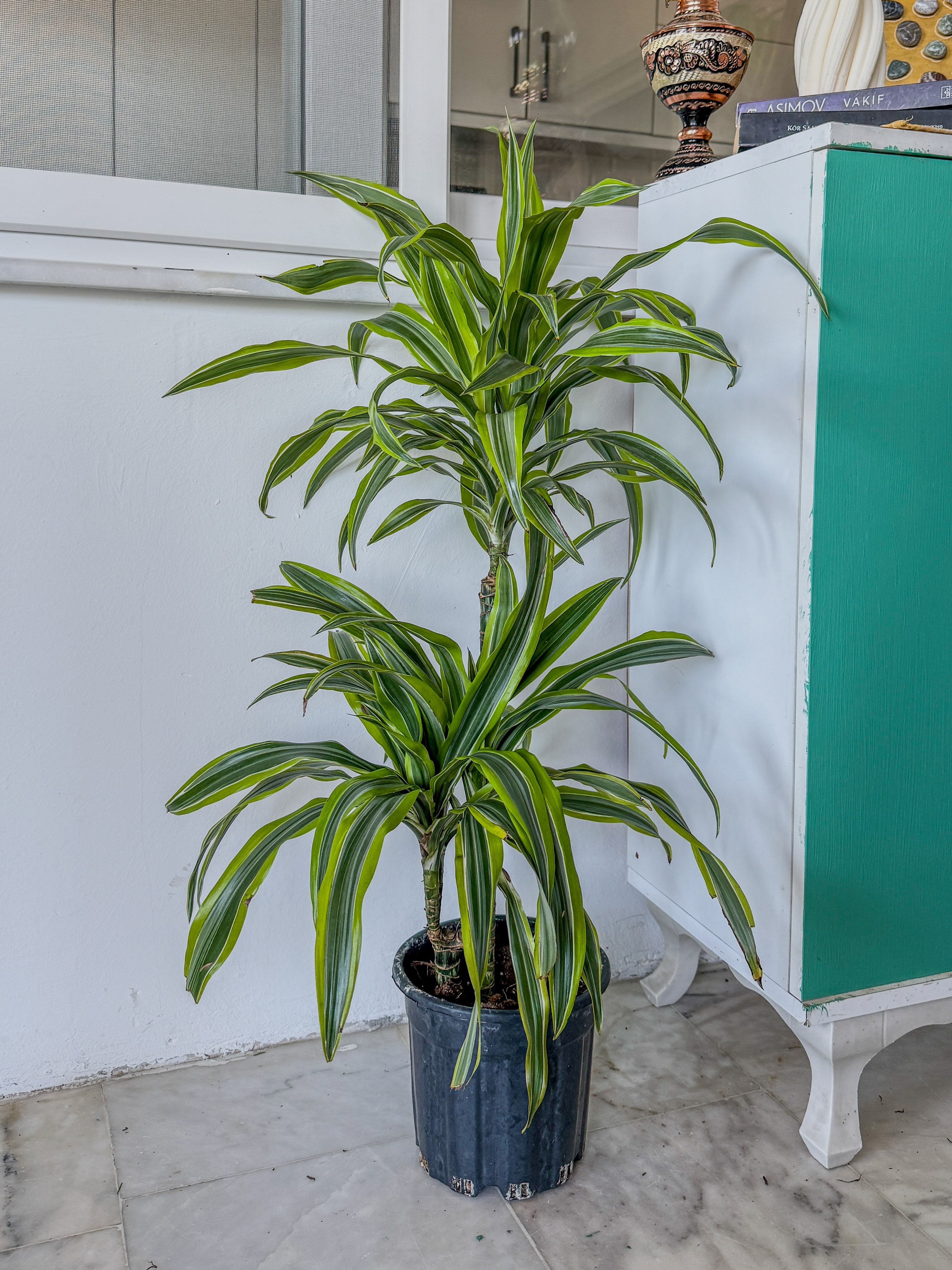 Dracaena Lemon Lime Bitkisi 2 Gövdeli-Renkli