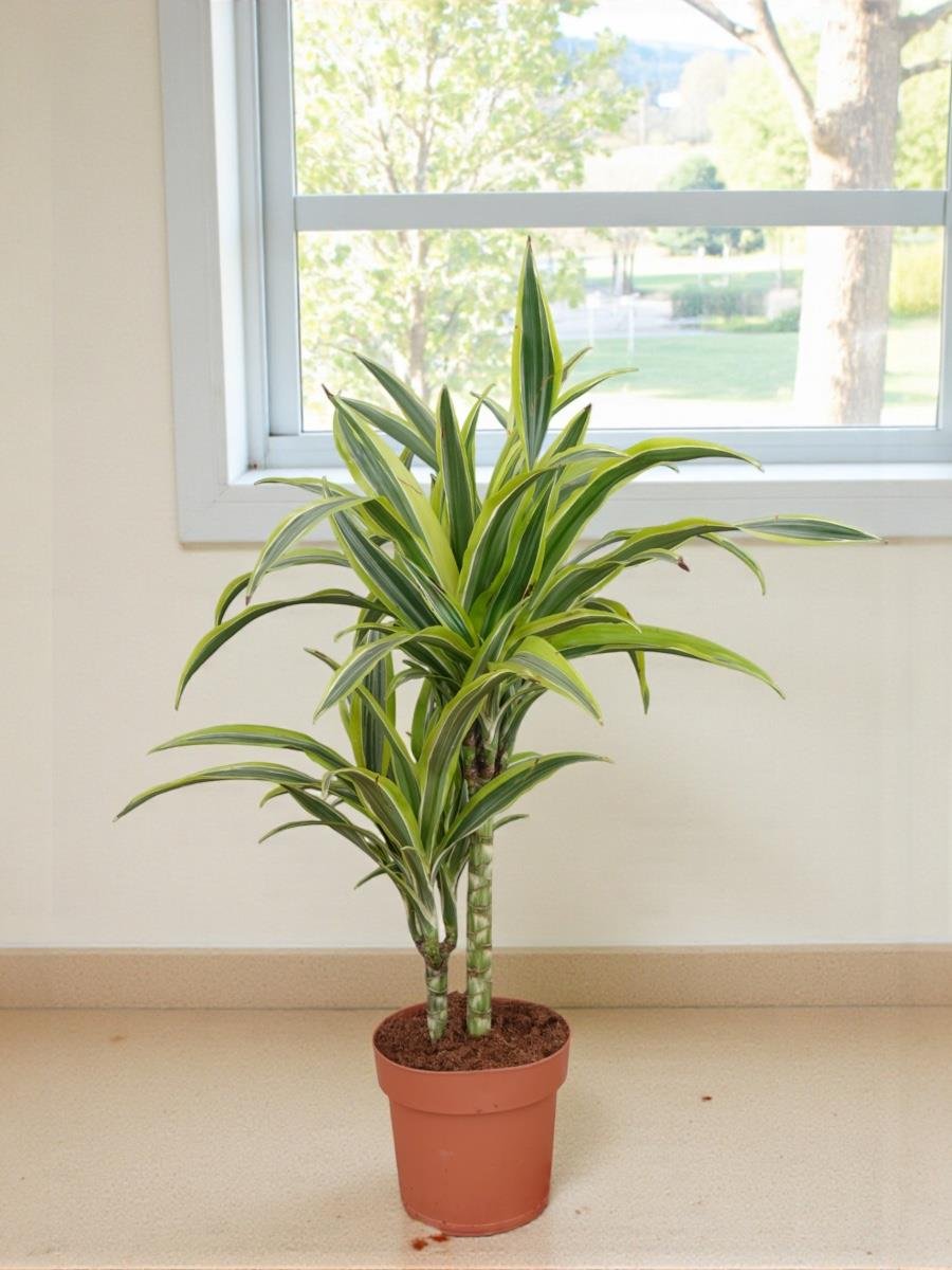 Dracaena Lemon Lime Bitkisi 2 Gövdeli-Renkli