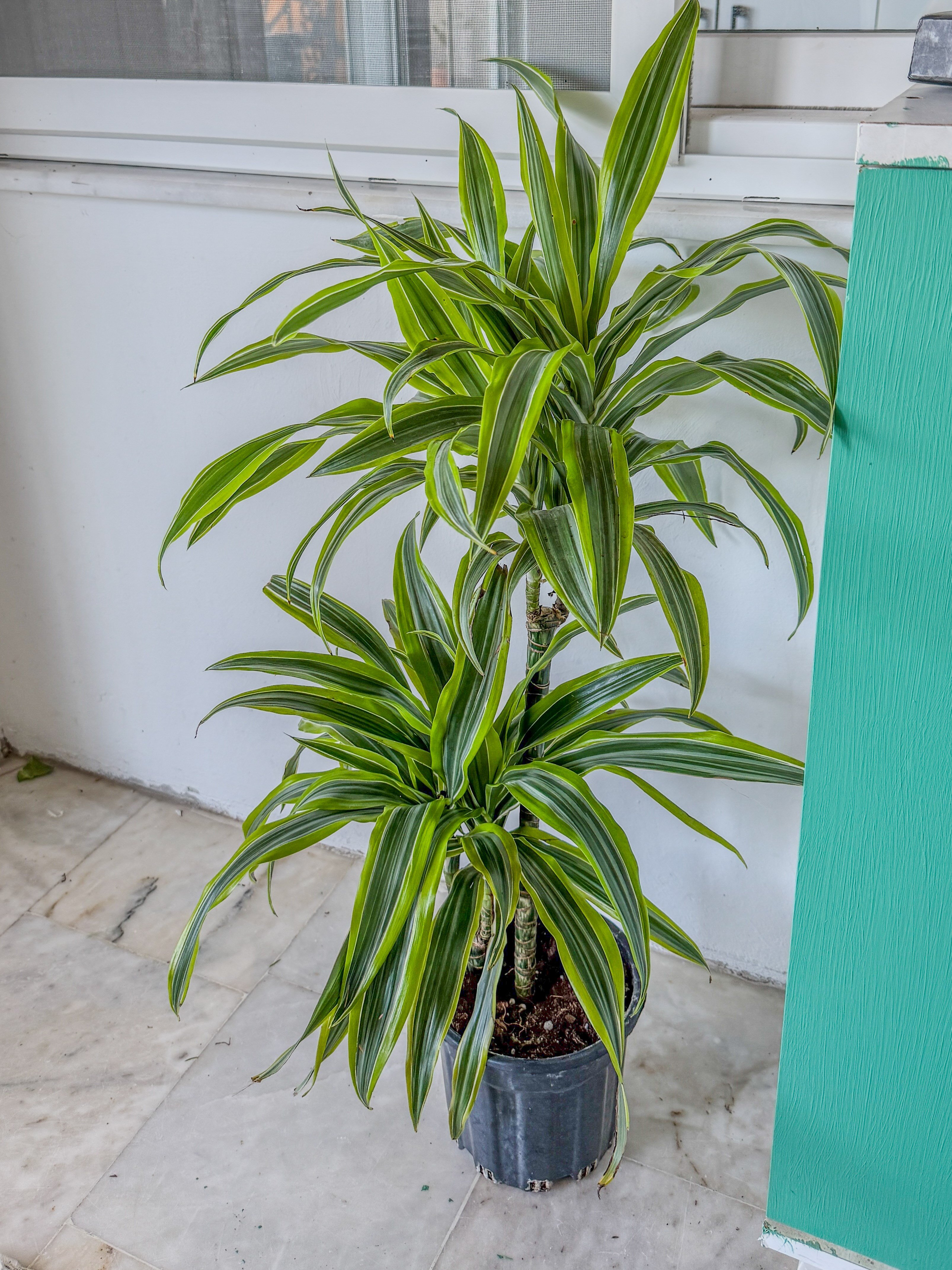 Dracaena Lemon Lime Bitkisi 2 Gövdeli-Renkli