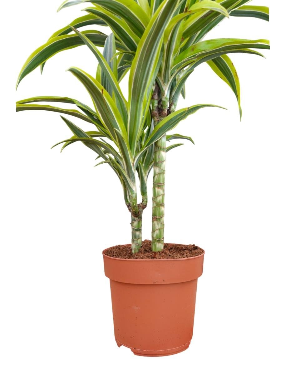 Dracaena Lemon Lime Bitkisi 2 Gövdeli-Renkli