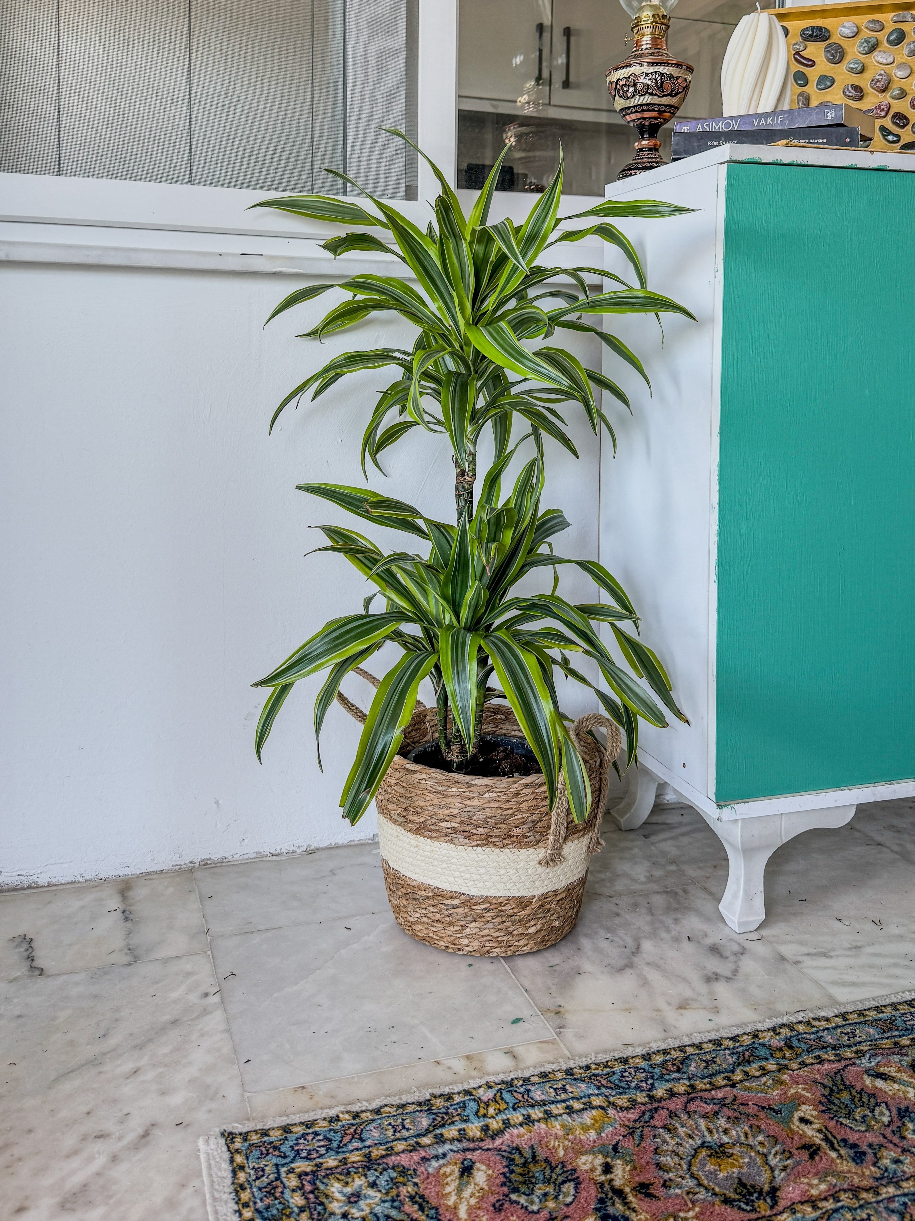 Dracaena Lemon Lime Bitkisi 2 Gövdeli-Renkli