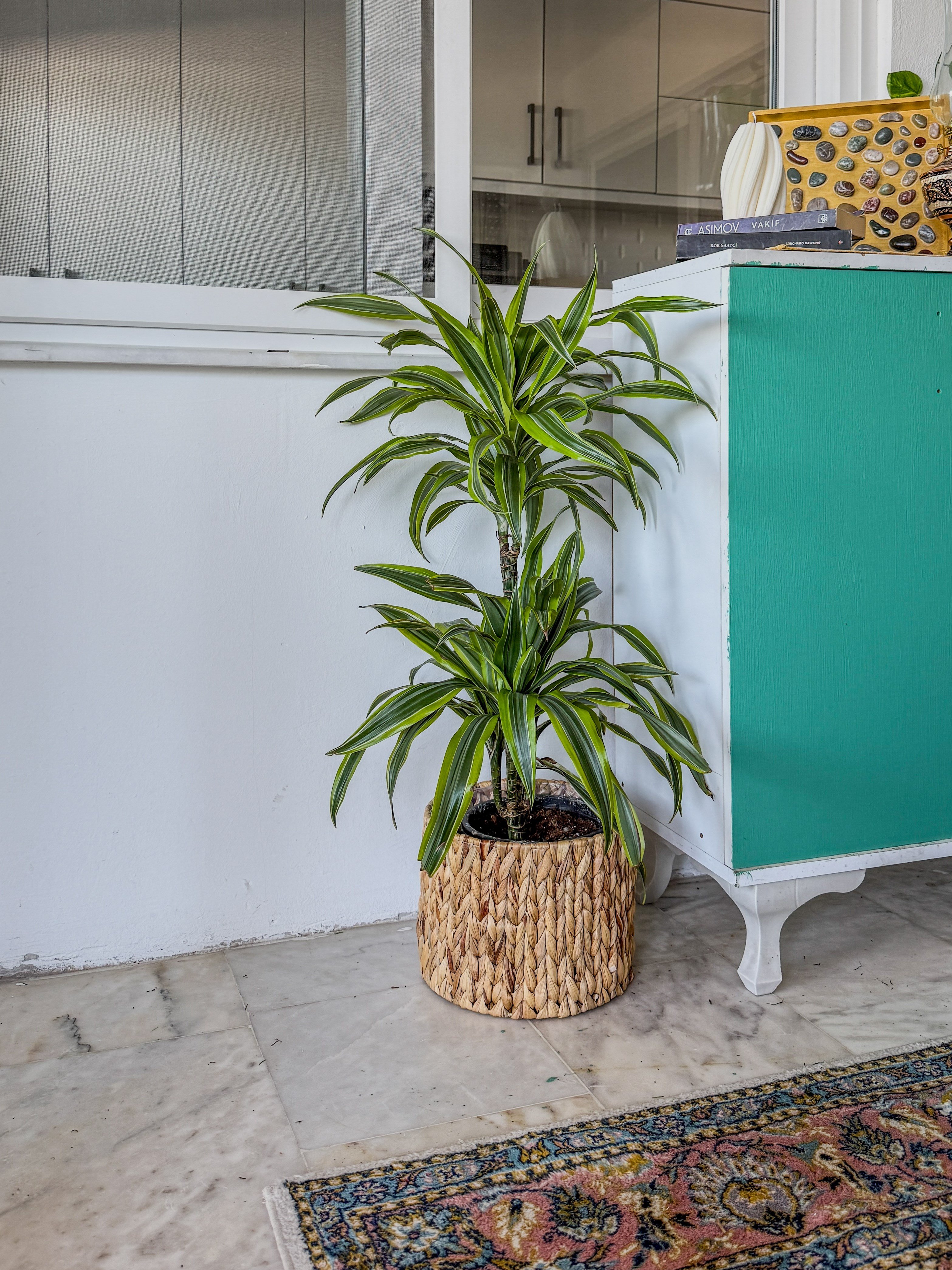 Dracaena Lemon Lime Bitkisi 2 Gövdeli-Renkli