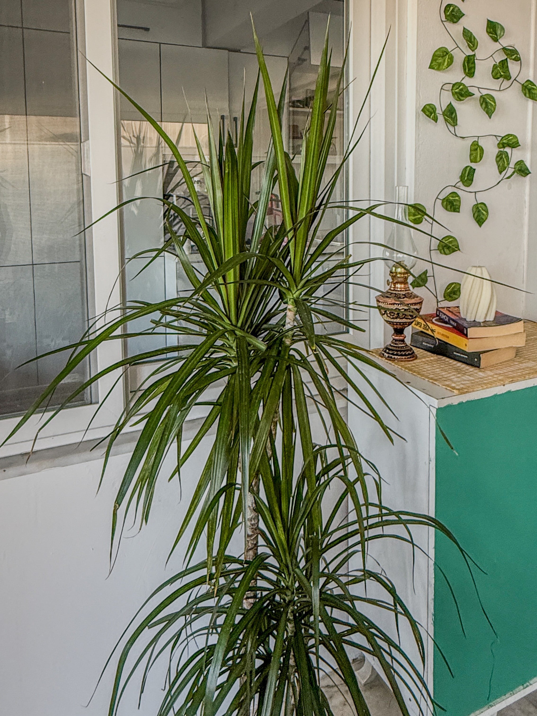 Dracaena Marginata 130 - 150 Cm 2 Gövdeli - Madagaskar Dragon Ağacı