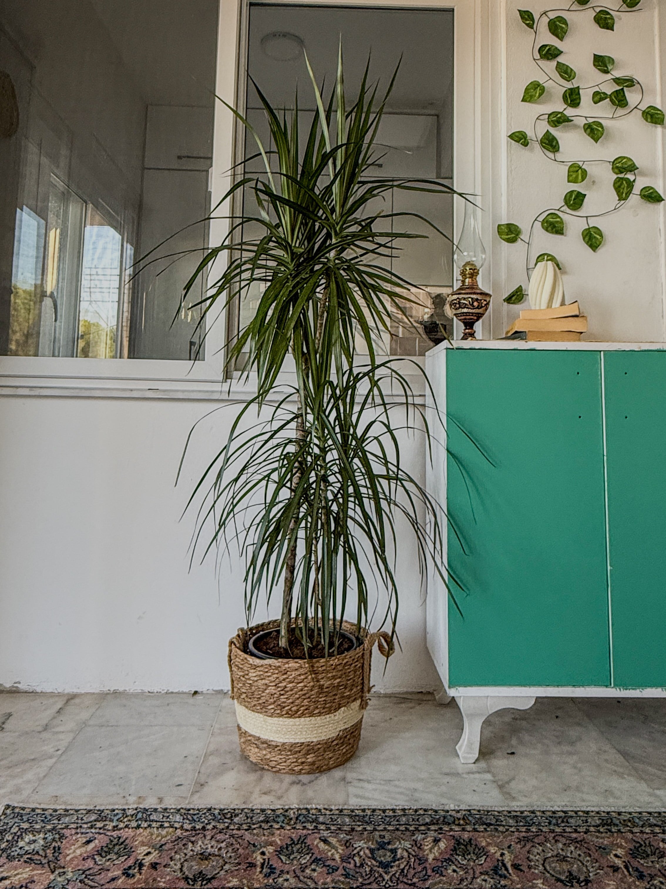Dracaena Marginata 130 - 150 Cm 2 Gövdeli - Madagaskar Dragon Ağacı