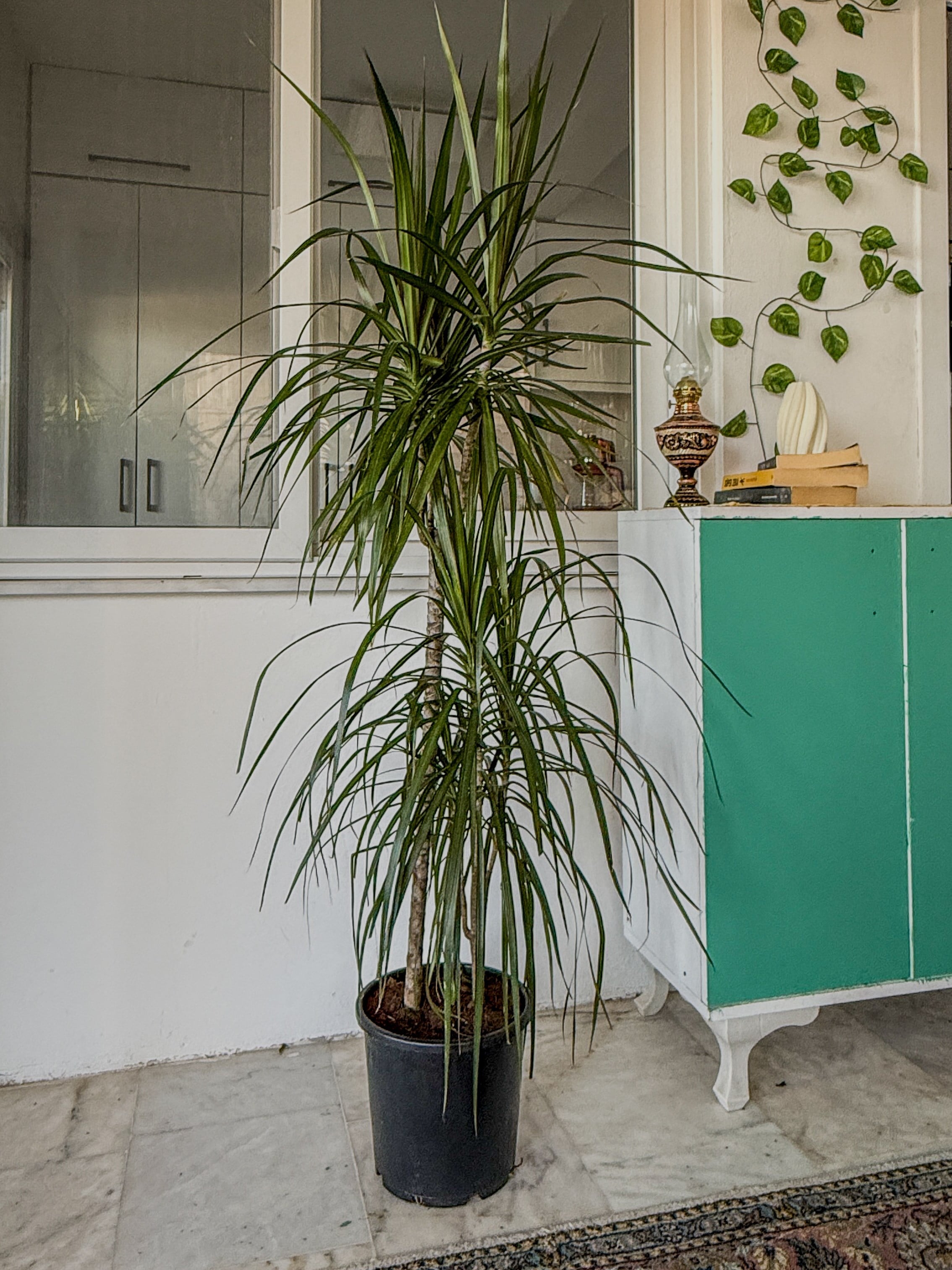 Dracaena Marginata 130 - 150 Cm 2 Gövdeli - Madagaskar Dragon Ağacı