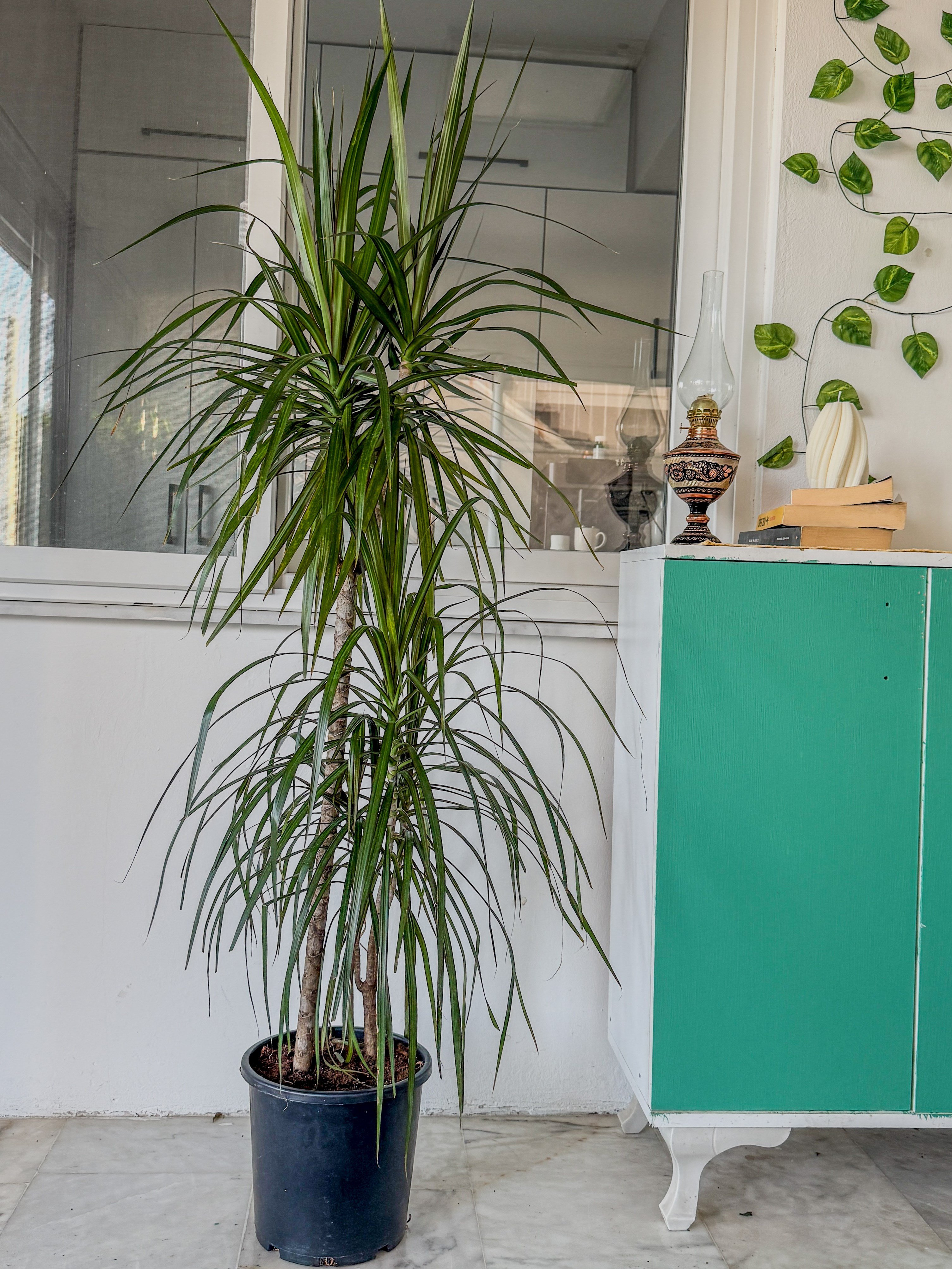 Dracaena Marginata 130 - 150 Cm 2 Gövdeli - Madagaskar Dragon Ağacı
