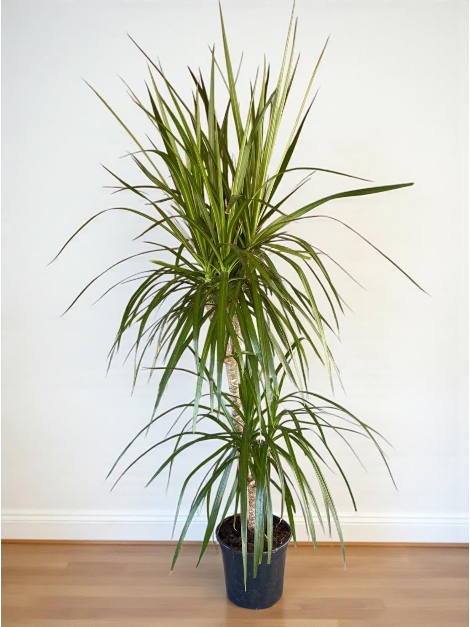 Dracaena Marginata Bitkisi 2 Gövdeli - Madagaskar Dragon Ağacı