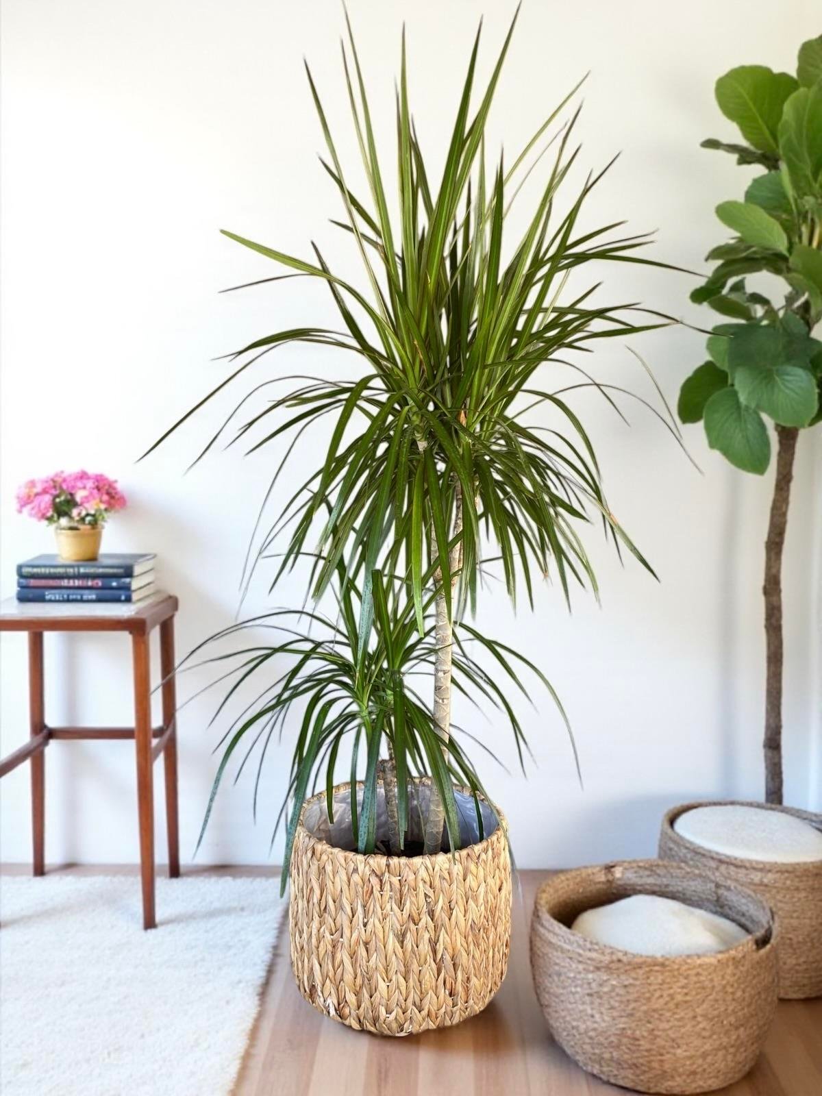 Dracaena Marginata Bitkisi 2 Gövdeli - Madagaskar Dragon Ağacı