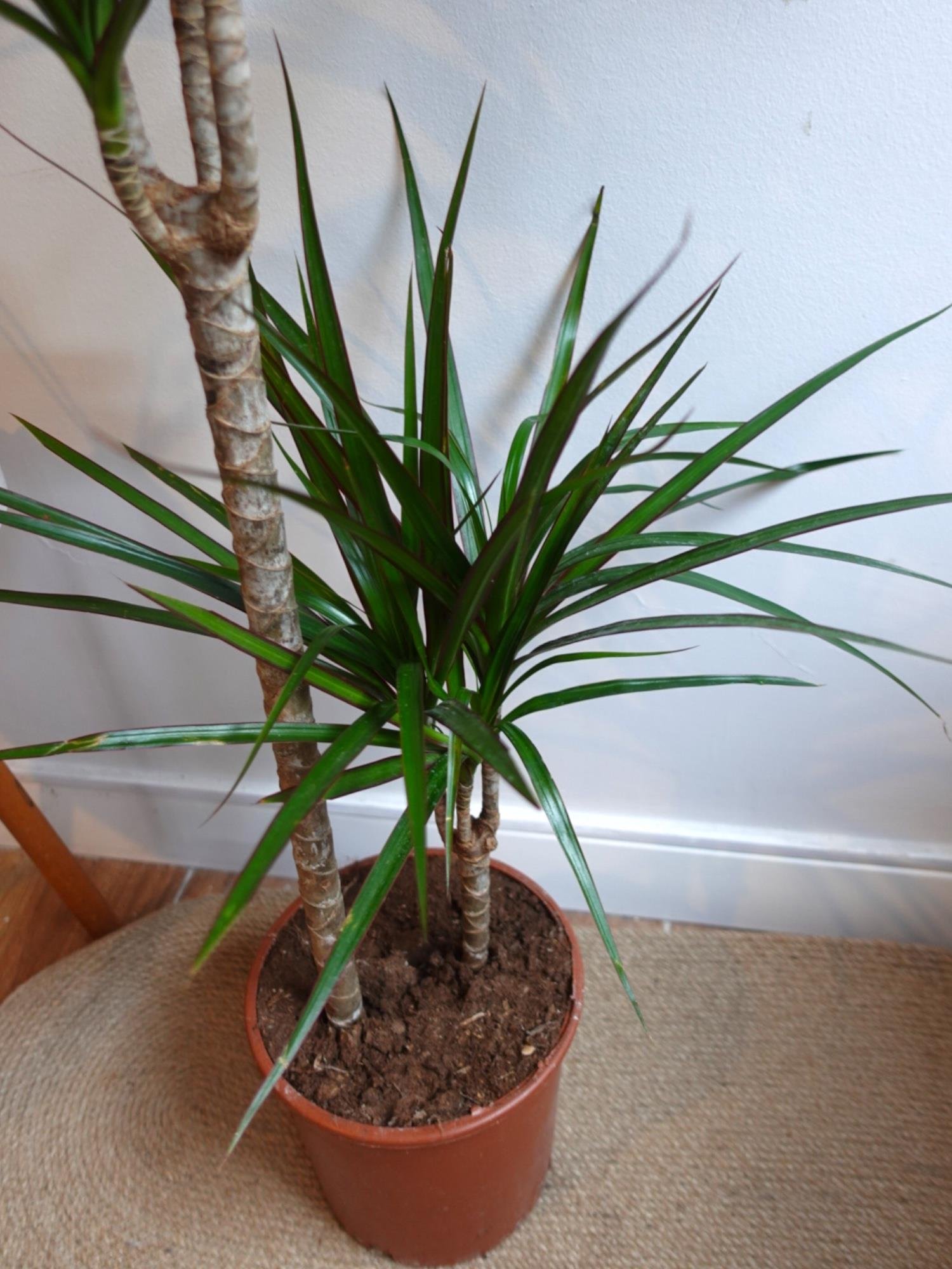 Dracaena Marginata Bitkisi 2 Gövdeli - Madagaskar Dragon Ağacı
