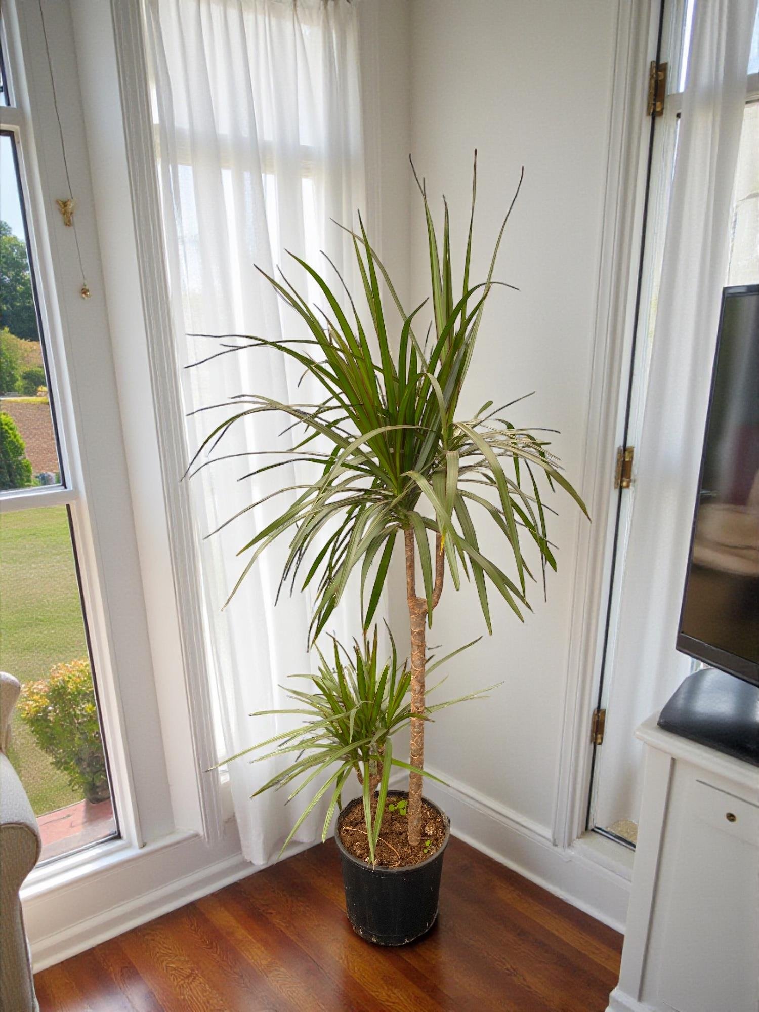 Dracaena Marginata Bitkisi 2 Gövdeli - Madagaskar Dragon Ağacı