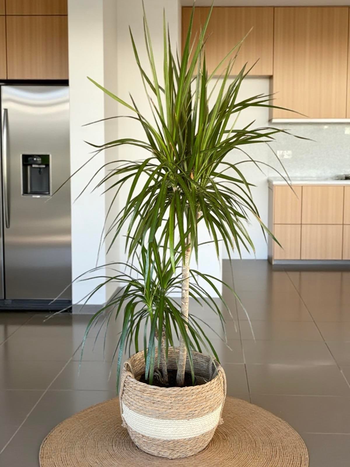 Dracaena Marginata Bitkisi 2 Gövdeli - Madagaskar Dragon Ağacı