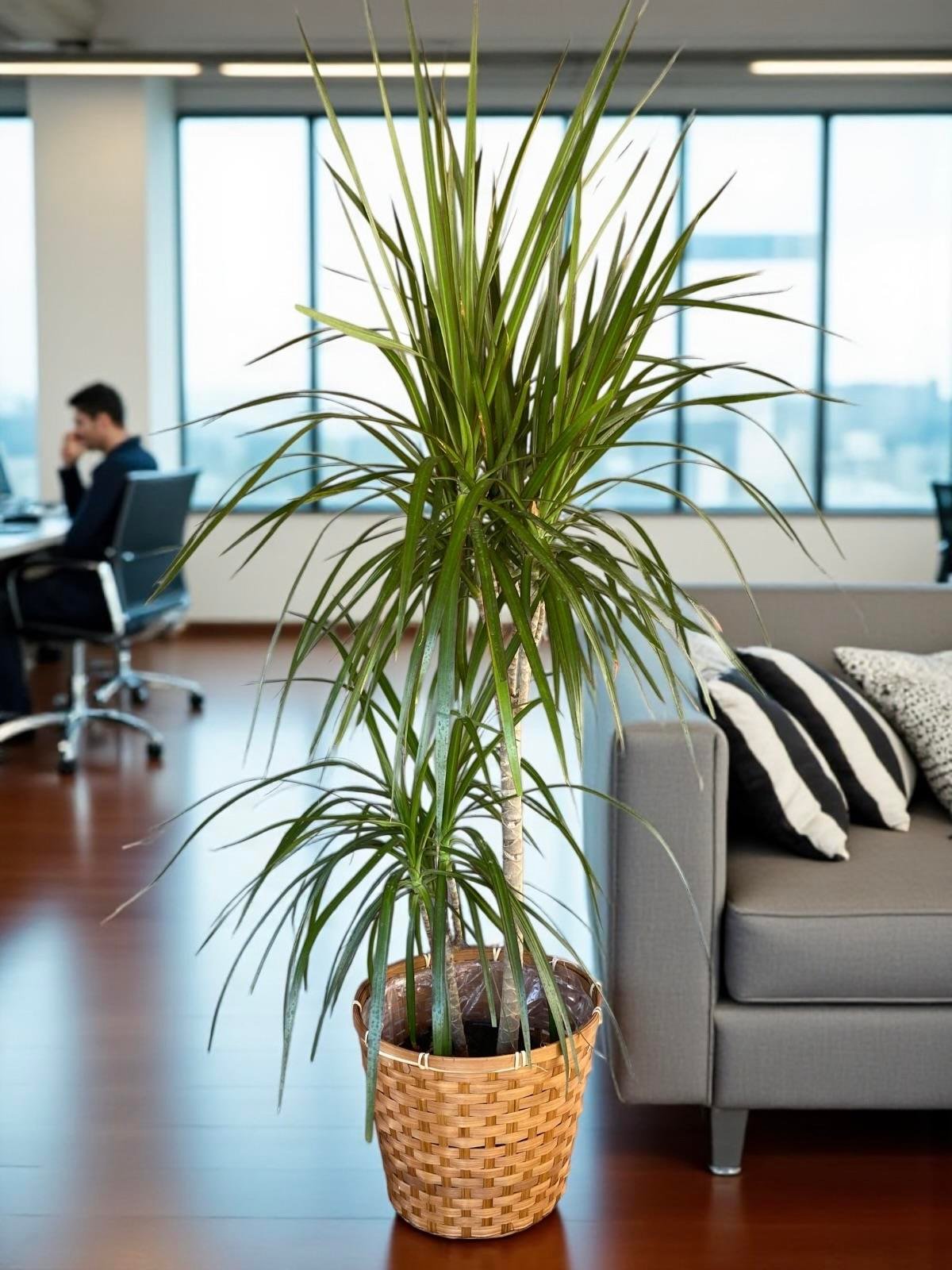 Dracaena Marginata Bitkisi 2 Gövdeli - Madagaskar Dragon Ağacı