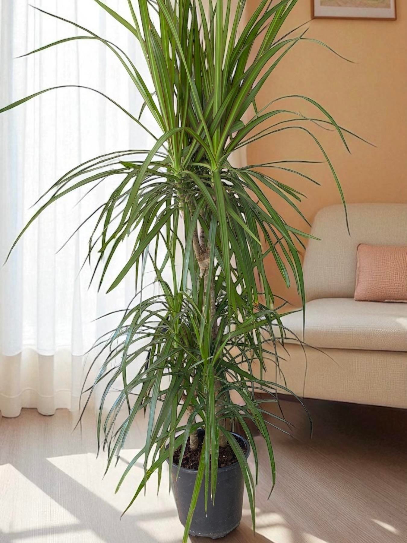 Dracaena Marginata Bitkisi 3 Gövdeli - Madagaskar Dragon Ağacı