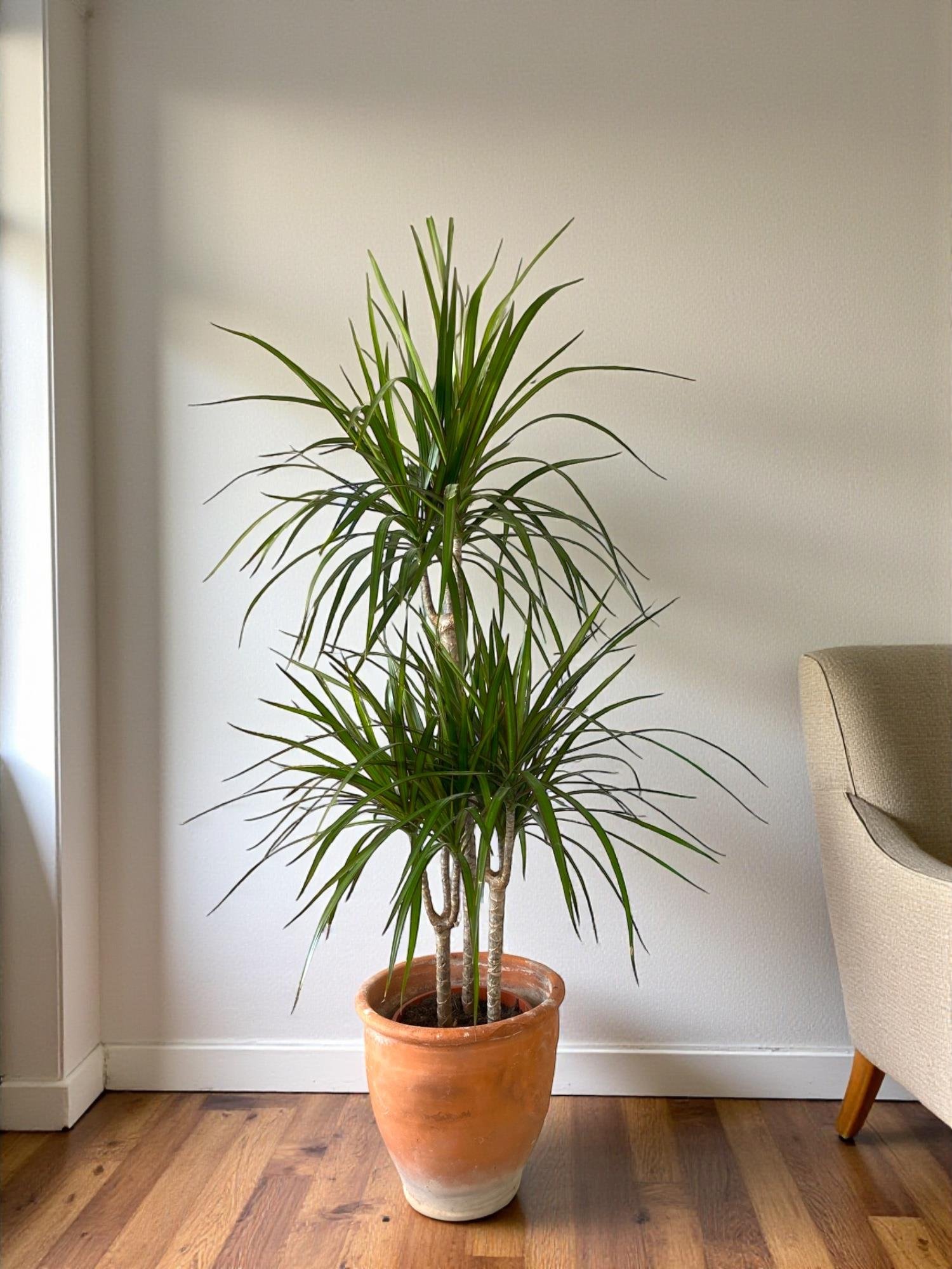 Dracaena Marginata Bitkisi 3 Gövdeli - Madagaskar Dragon Ağacı