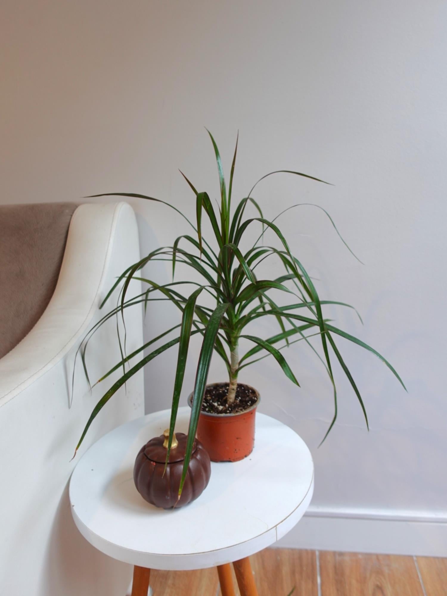 Dracaena Marginata Bitkisi Tek Gövdeli - Madagaskar Dragon Ağacı