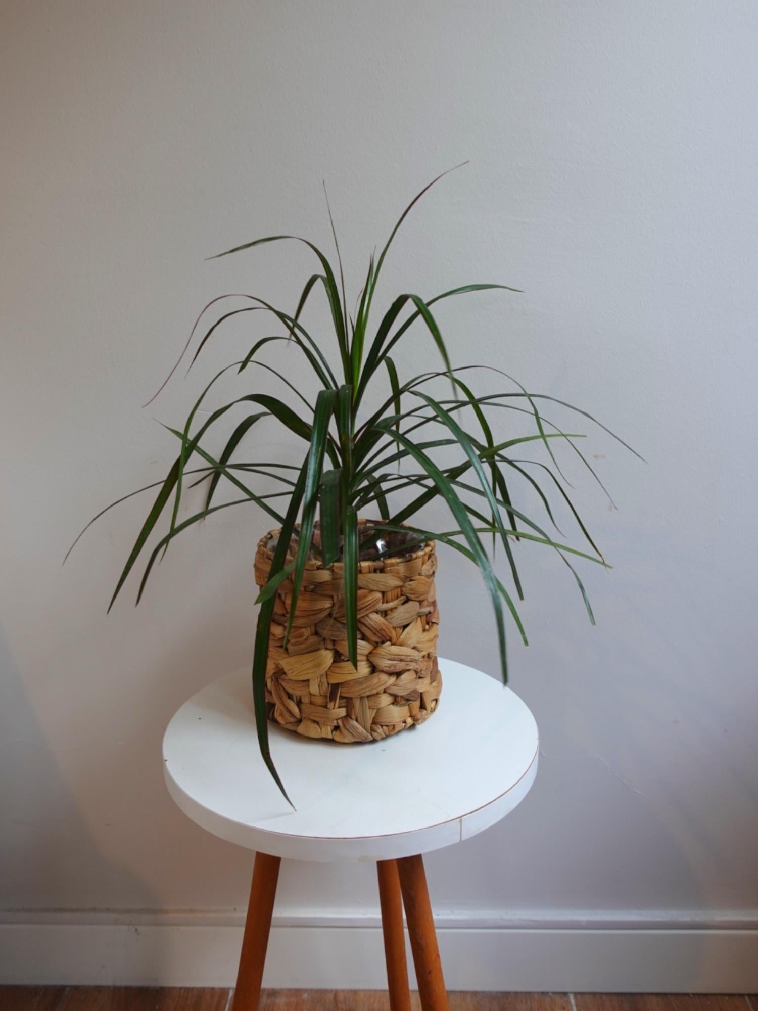 Dracaena Marginata Bitkisi Tek Gövdeli - Madagaskar Dragon Ağacı