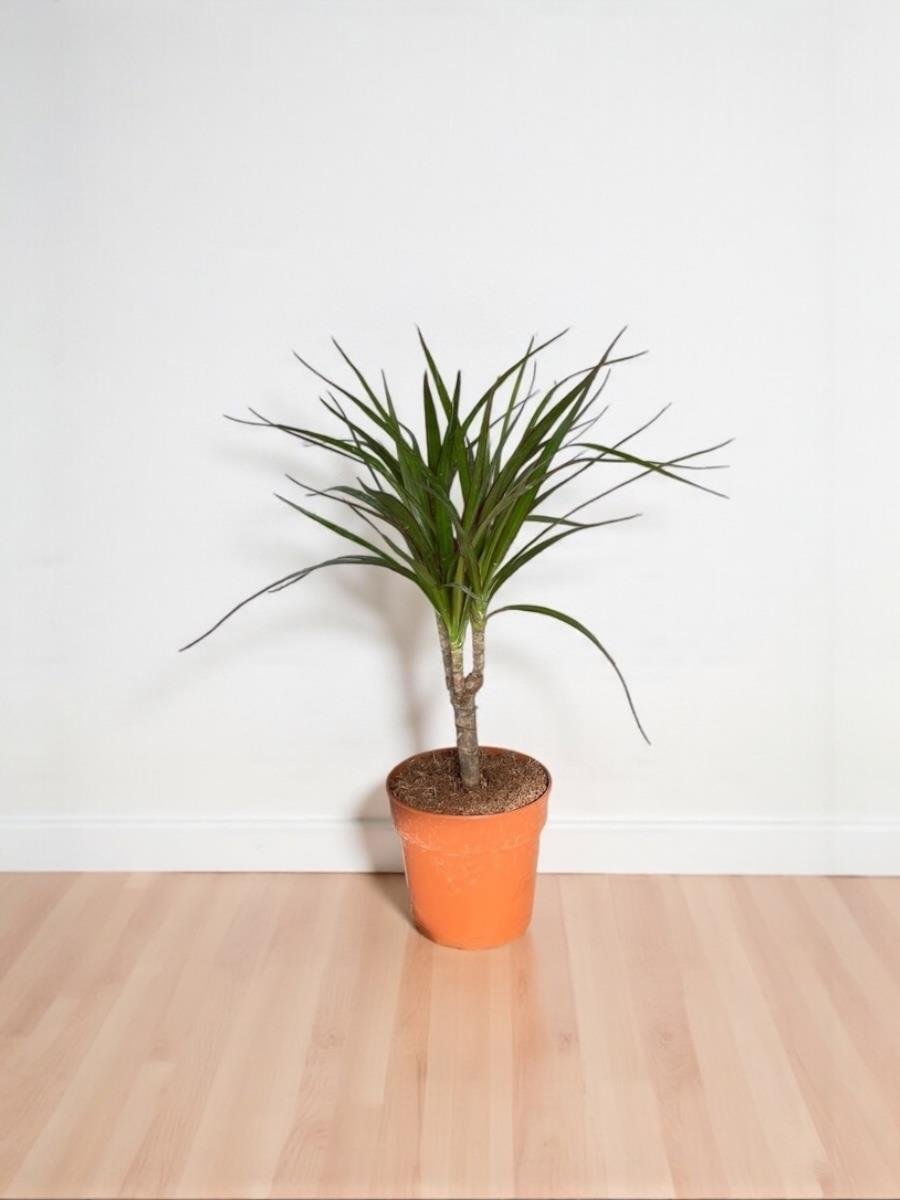 Dracaena Marginata Bitkisi Tek Gövdeli - Madagaskar Dragon Ağacı