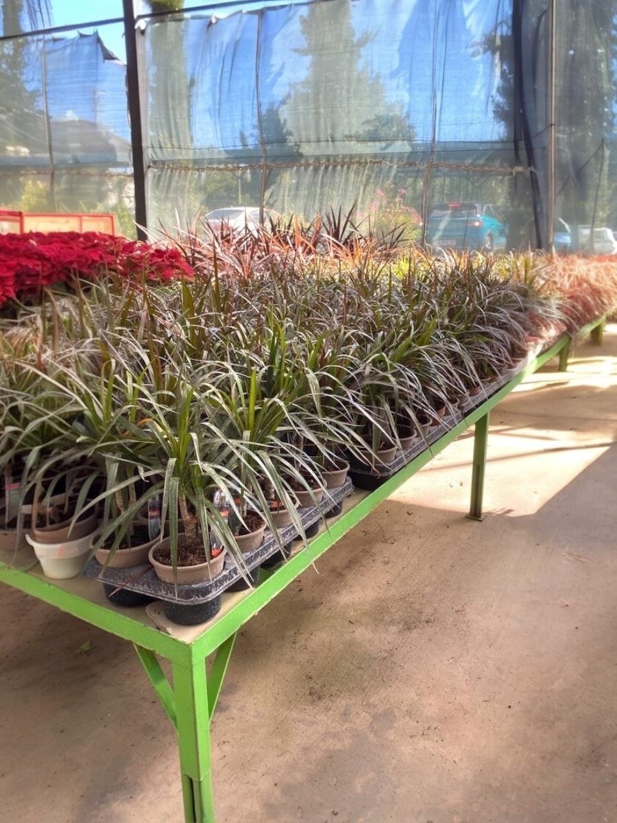 Dracaena Marginata Bitkisi Tek Gövdeli - Madagaskar Dragon Ağacı