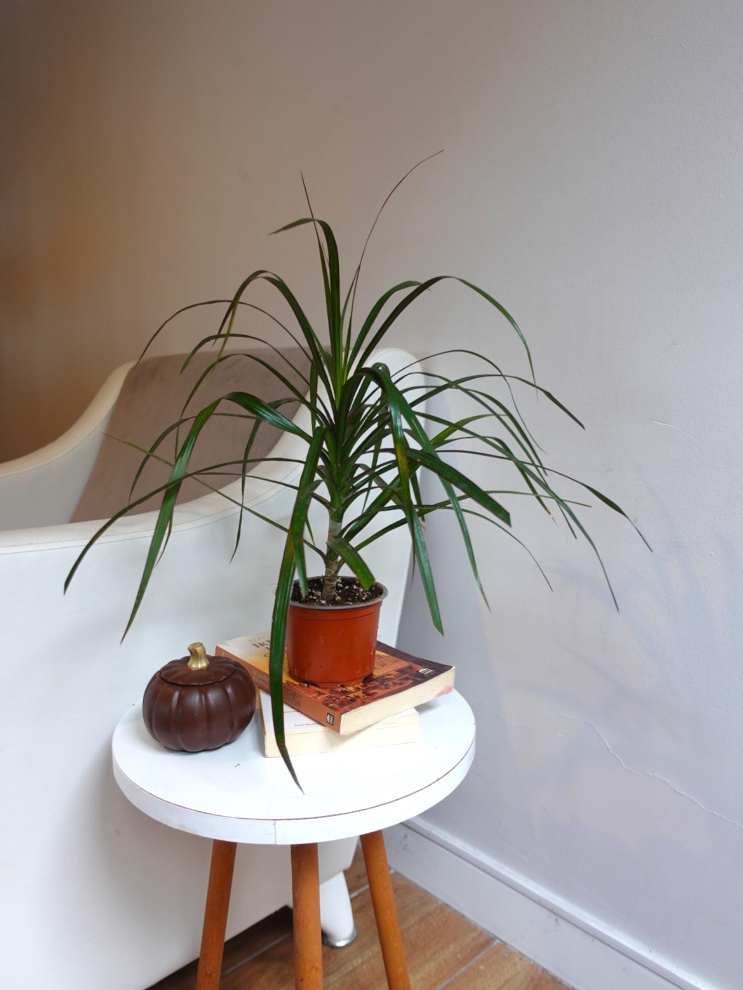 Dracaena Marginata Bitkisi Tek Gövdeli - Madagaskar Dragon Ağacı
