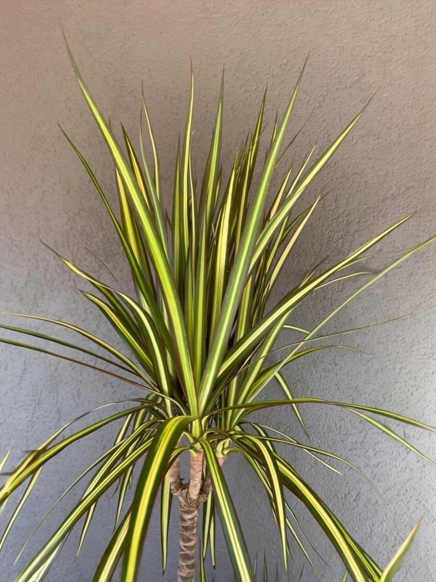 Dracaena Marginata Sunray Bitkisi 2 Gövdeli - Madagaskar Dragon Ağacı