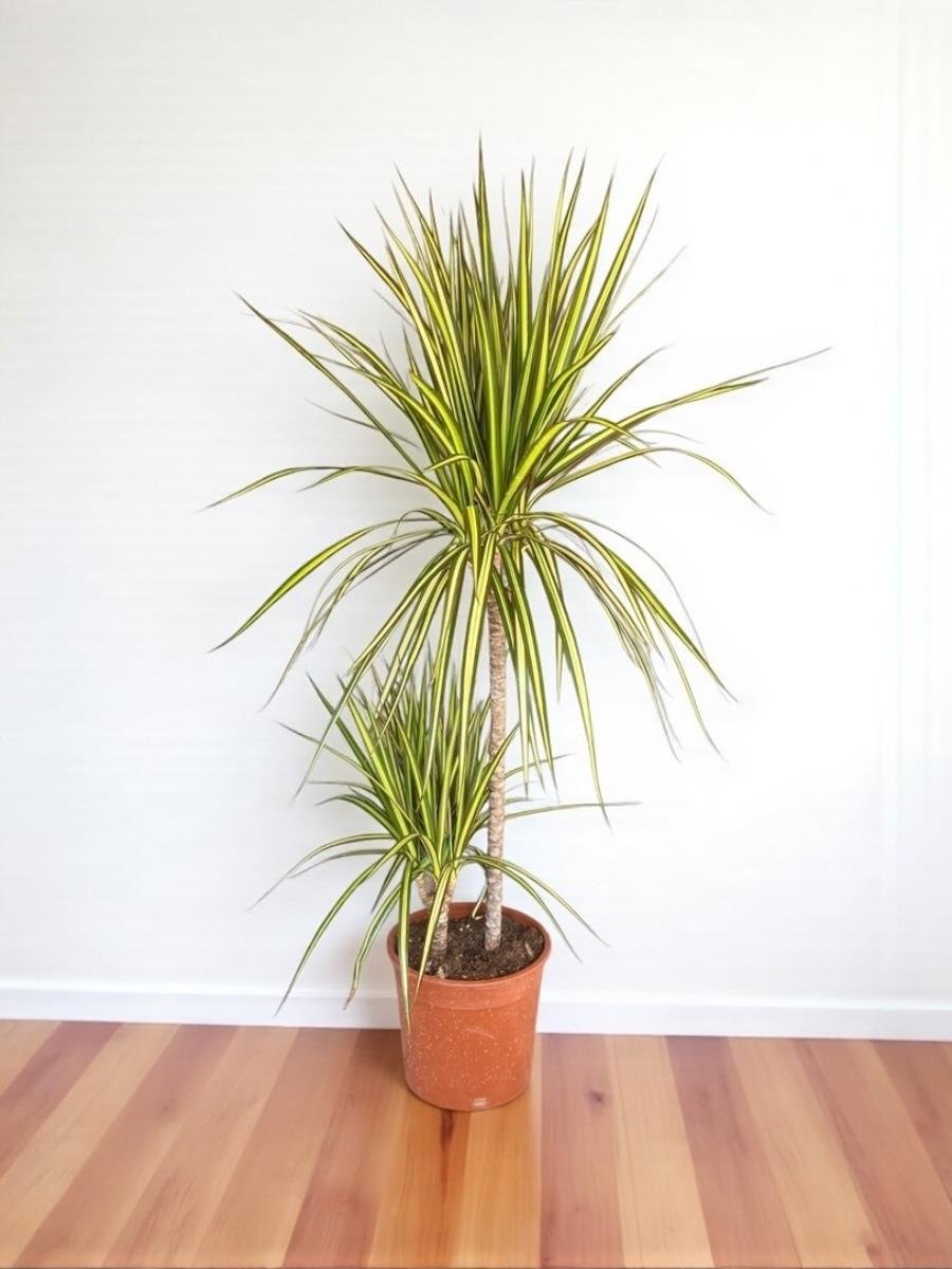 Dracaena Marginata Sunray Bitkisi 2 Gövdeli - Madagaskar Dragon Ağacı